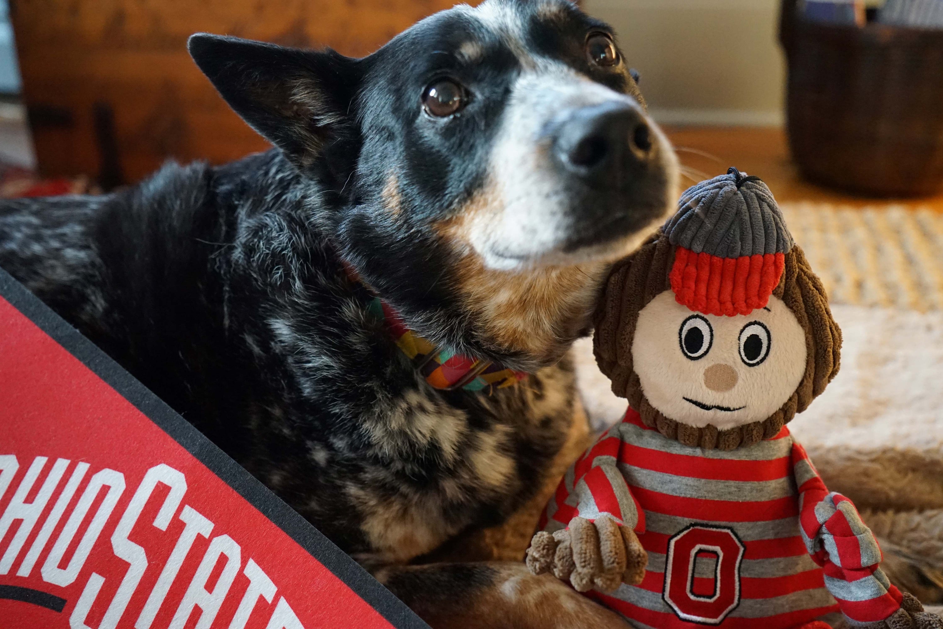 NCAA Ohio State University, Brutus the Buckeye Knottie Plush Dog Toy