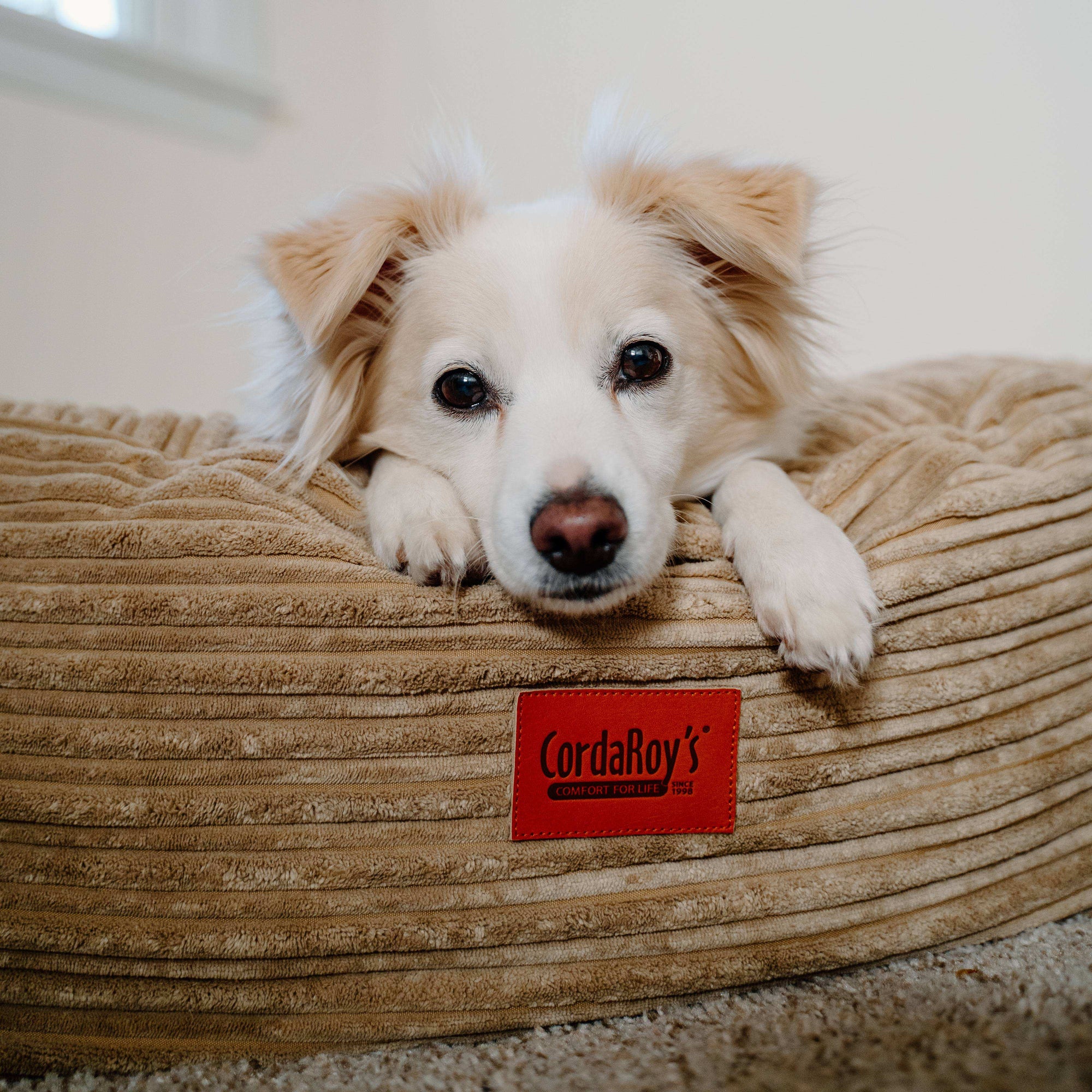 CordaRoys 40-Inch Waterproof Terry Corduroy Dog Bed