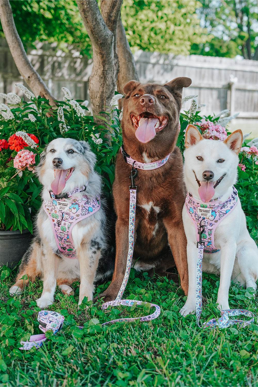Dog Collar - Hello Kitty® & Friends Flower Festival