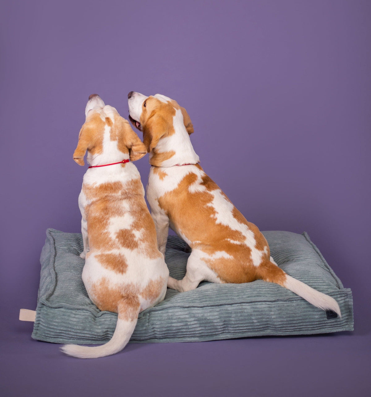Memory Foam Dog Bed