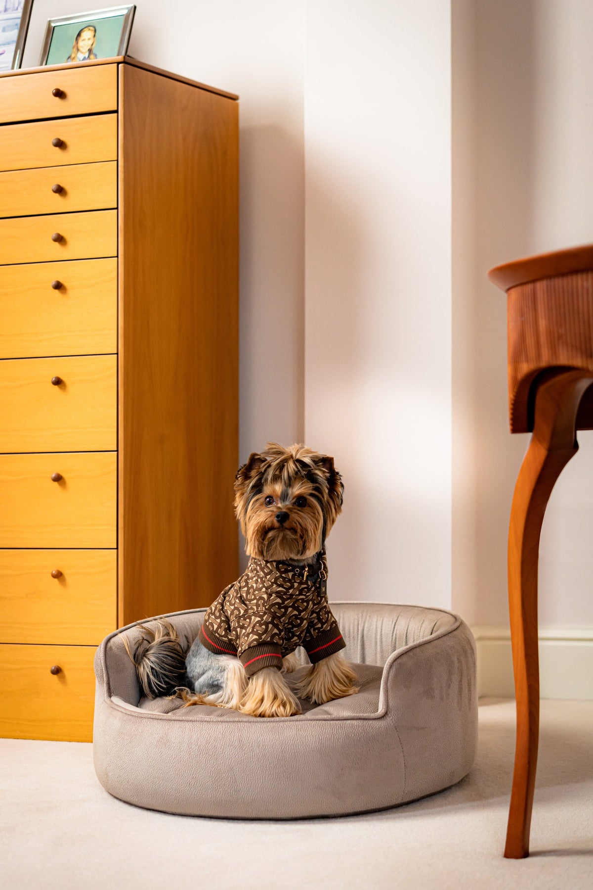 The Yin & Yang Luxury Pet Bed in Blue