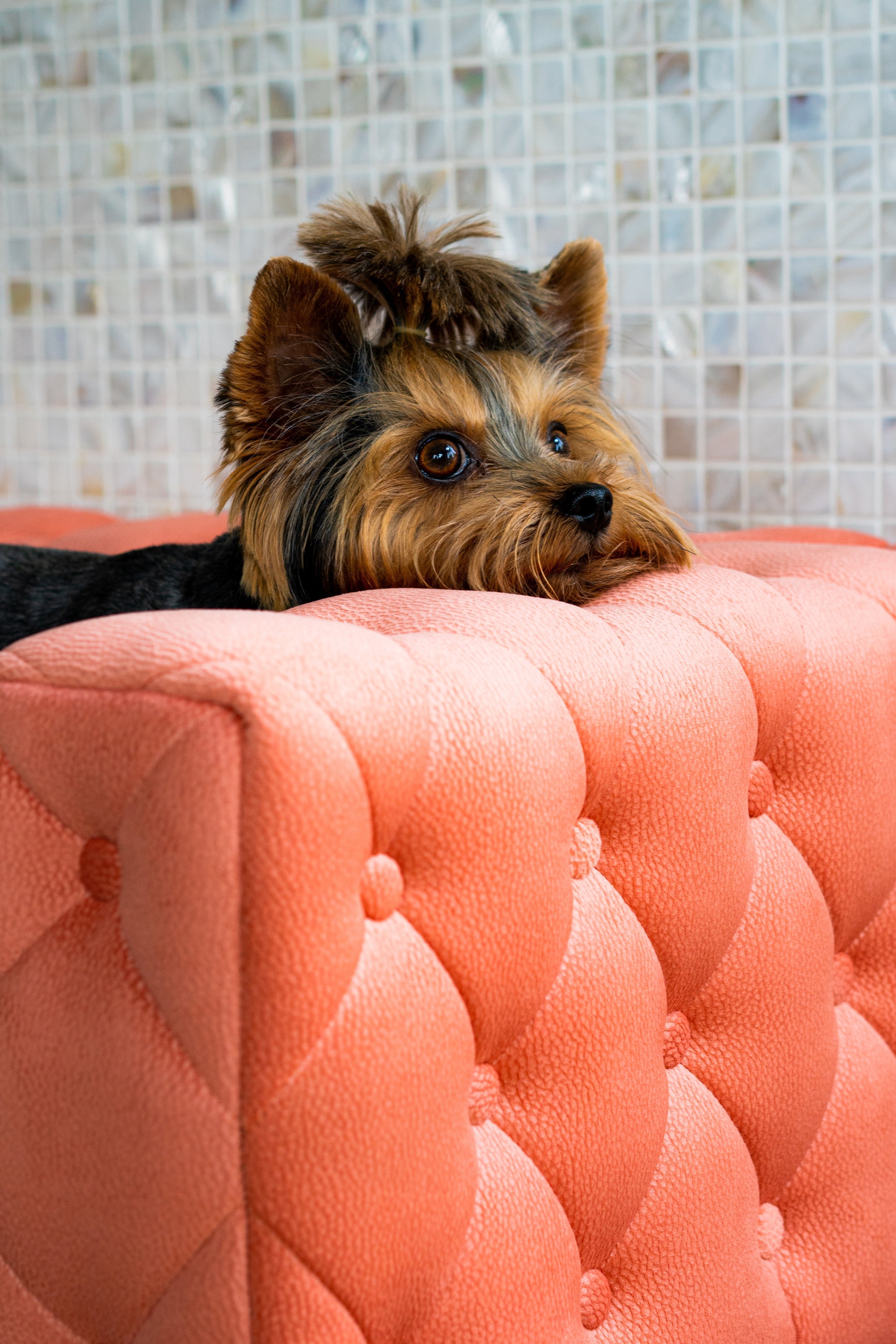 The Royal Luxury Pet Bed in Dark Brown