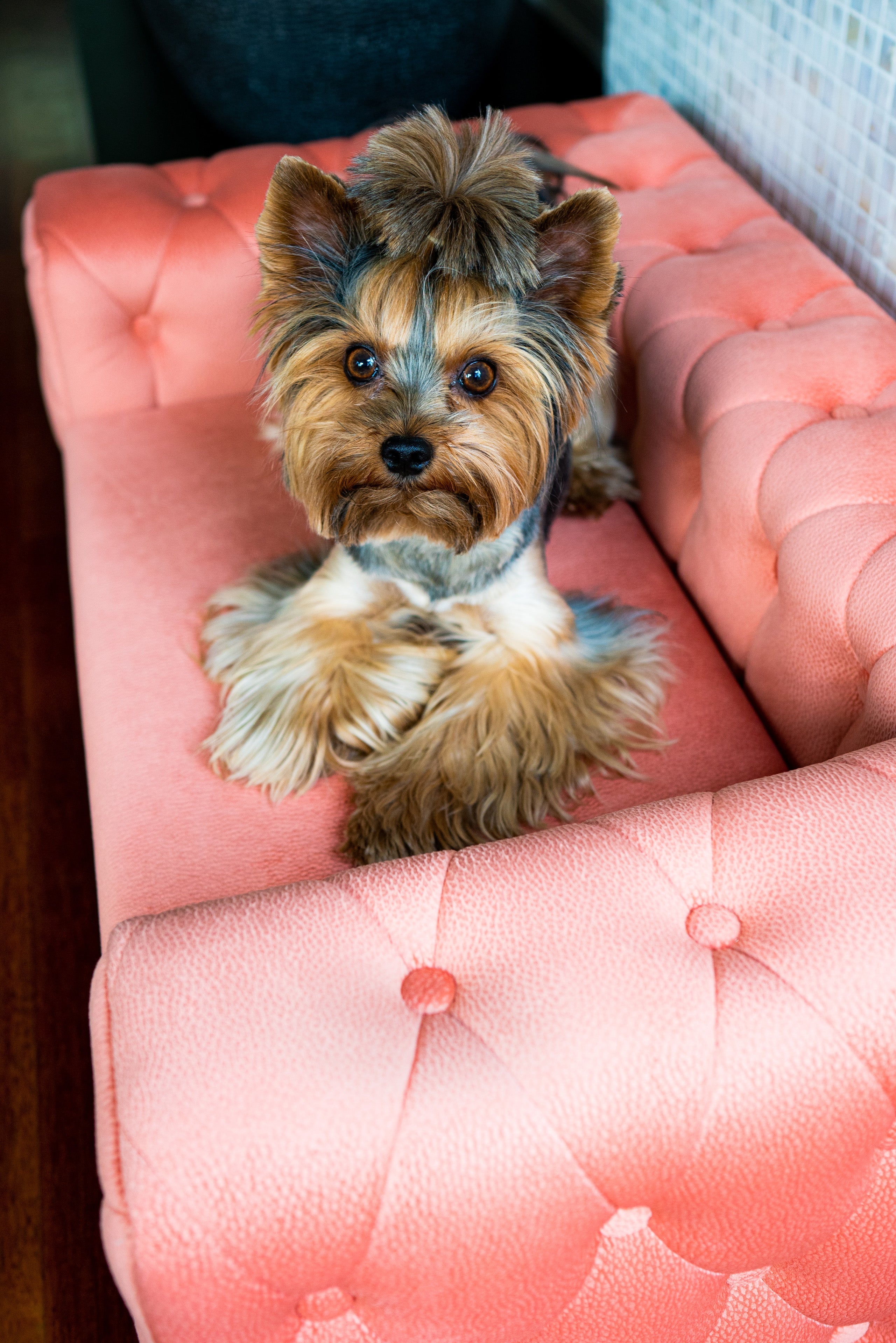 The Royal Luxury Pet Bed in Dark Brown