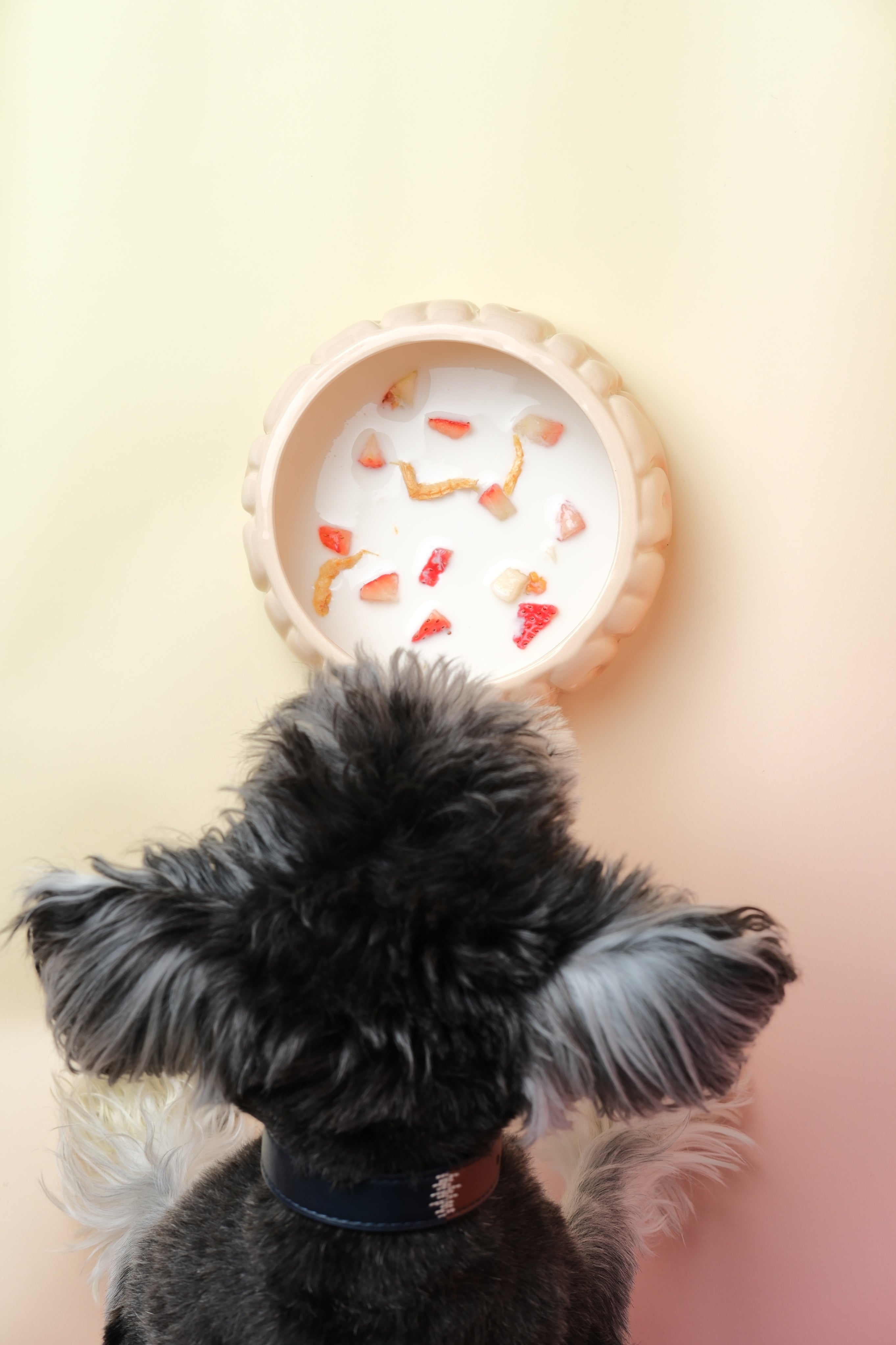 Puff Pet Bowl-Gradient Caramel
