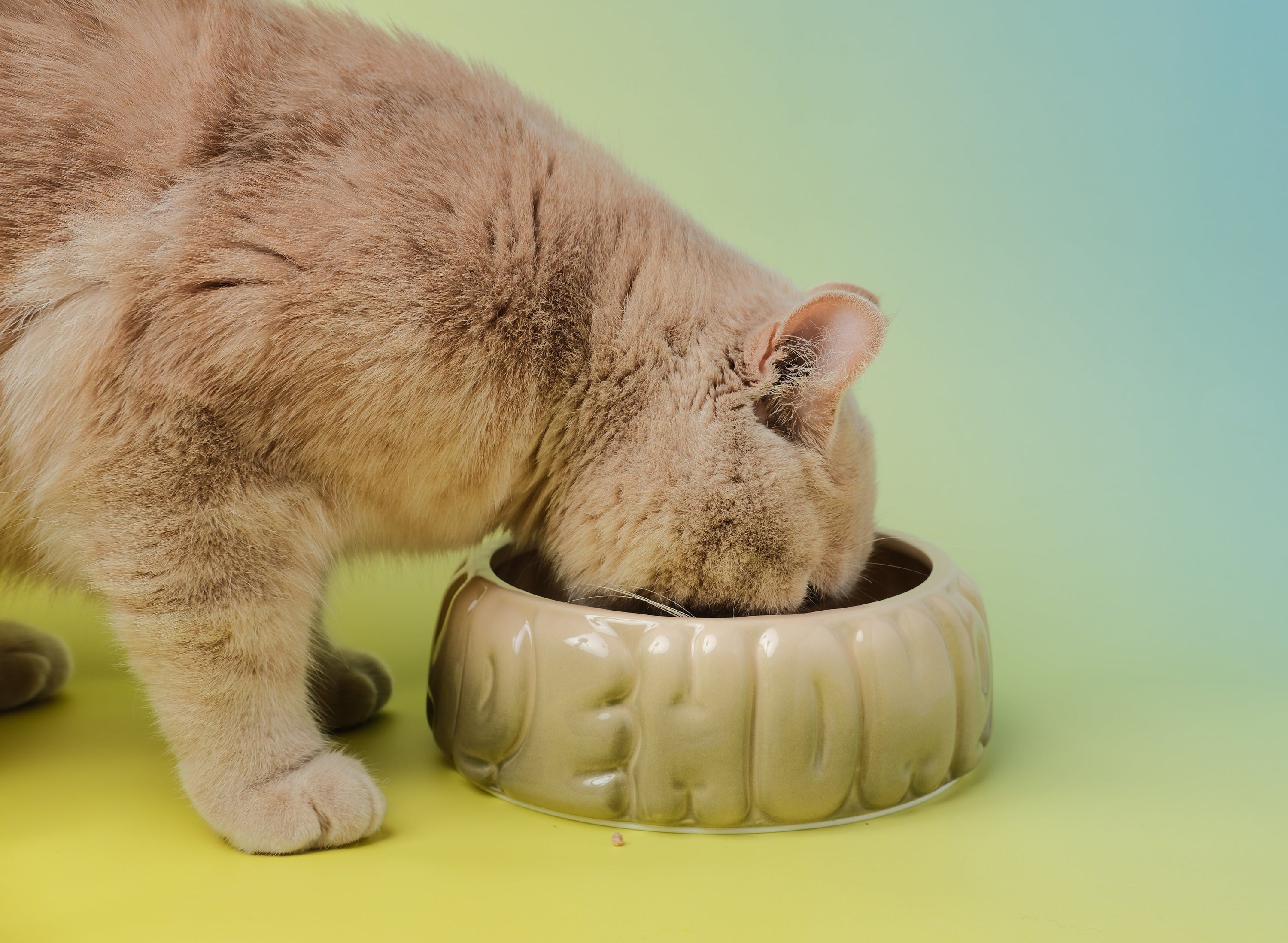 Puff Pet Bowl-Gradient Olive