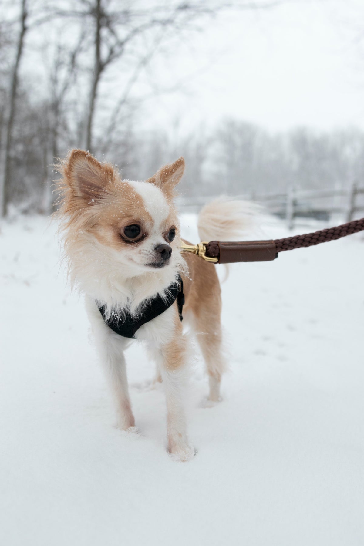 Bonne et Filou – Double-Braided Rope Dog Leash