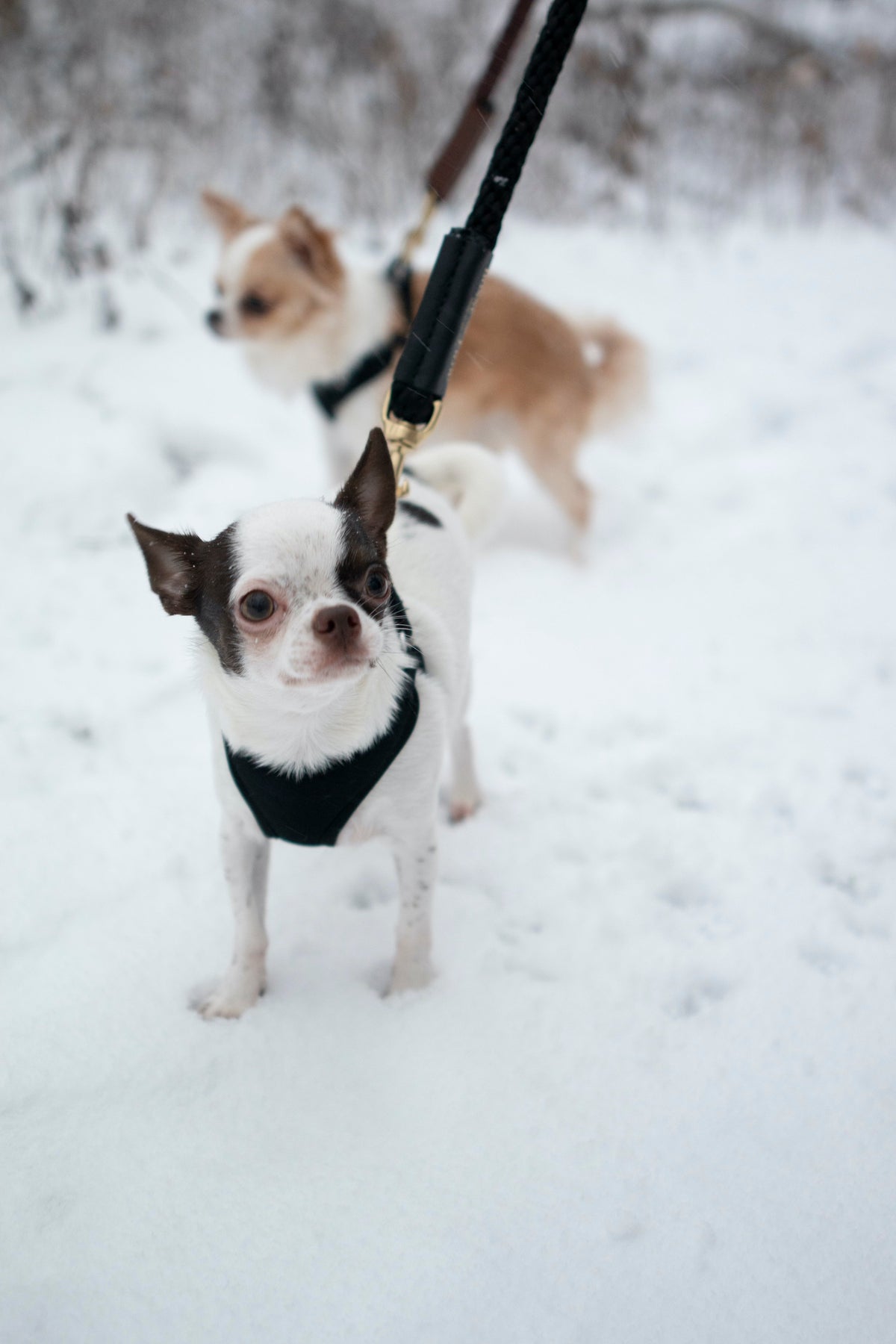 Bonne et Filou – Double-Braided Rope Dog Leash