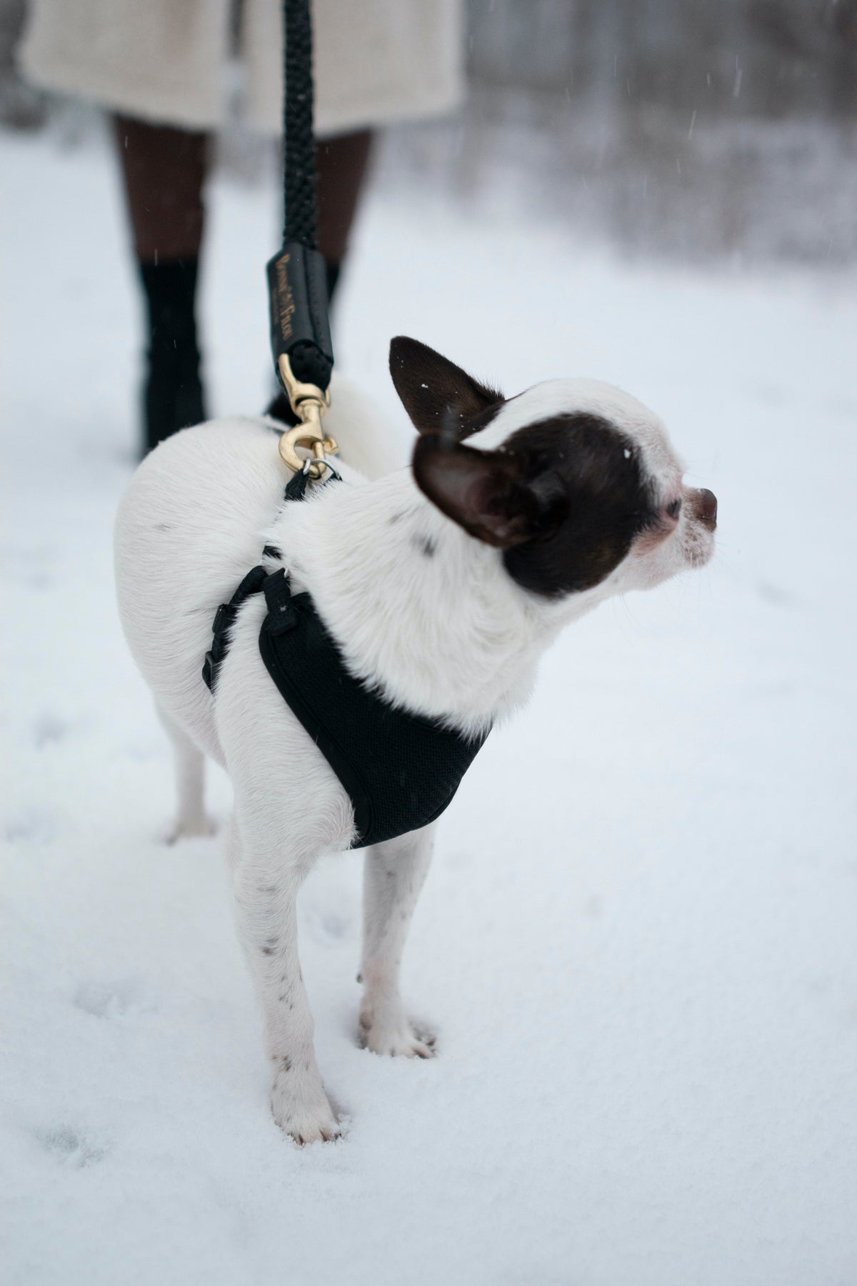 Bundle Shearling Fur Grip + Rope Leash for Dogs 