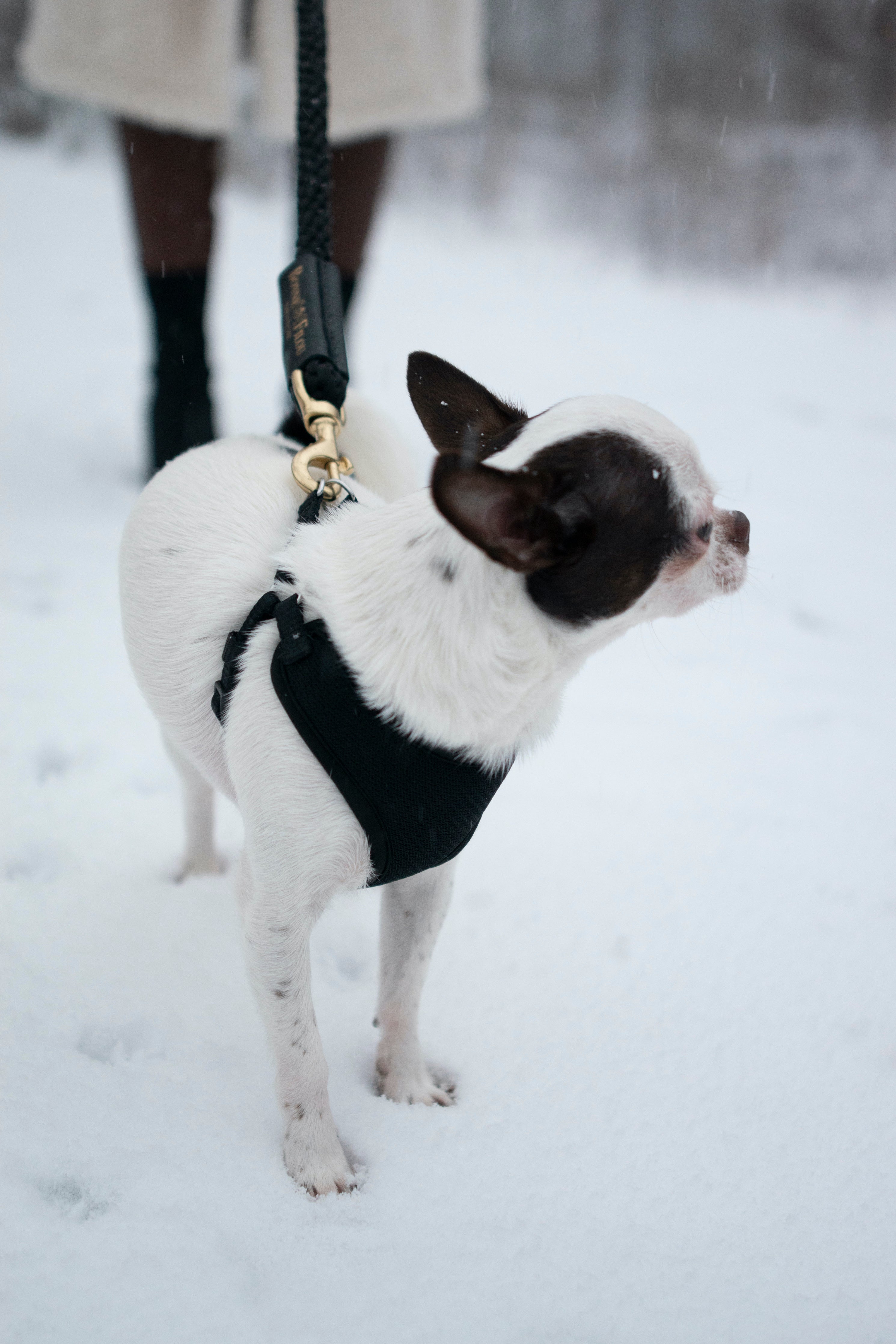 Bundle Shearling Fur Grip + Rope Leash for Dogs 