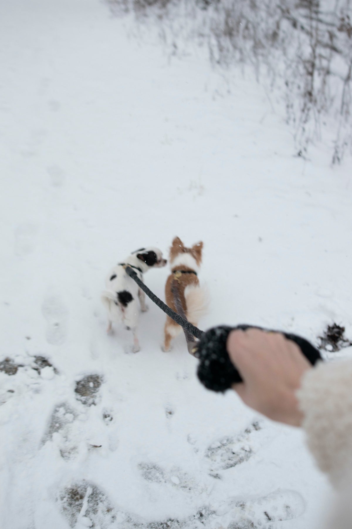 Bonne et Filou – Shearling Fur Dog Leash Grip