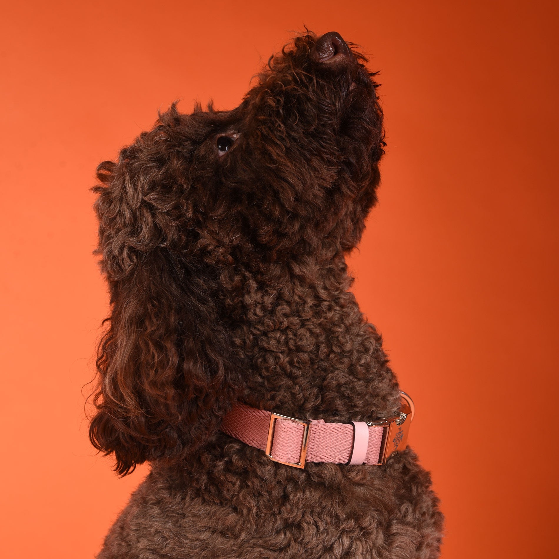Ribbon Dog Collar in Pink, Made in Italy
