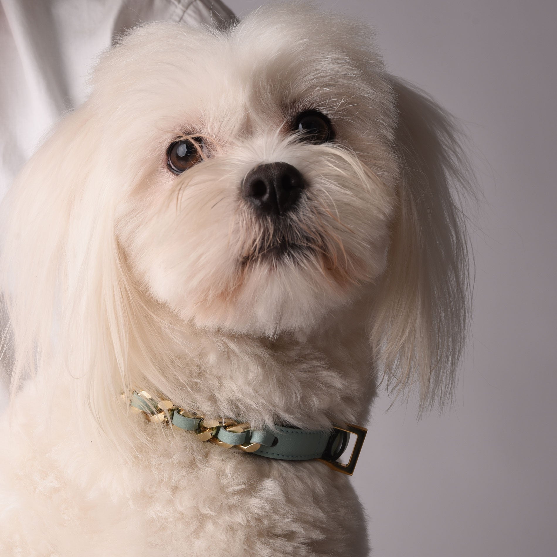 Leather Dog Collar in Cloud - Chain, Made in Italy