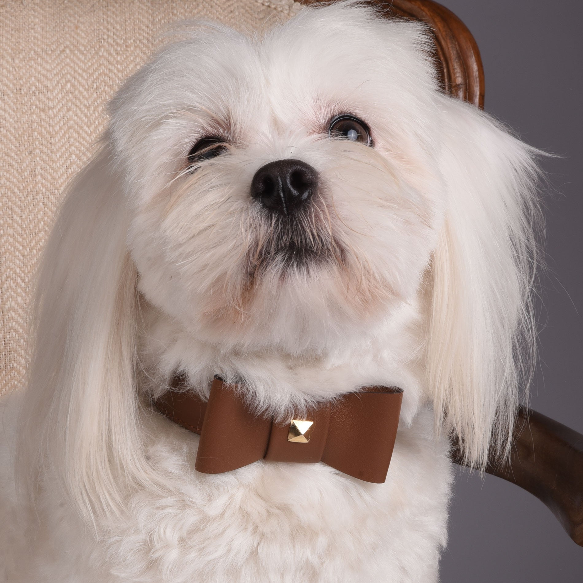 Leather Dog Collar in Brown - Rock Bow, Made in Italy