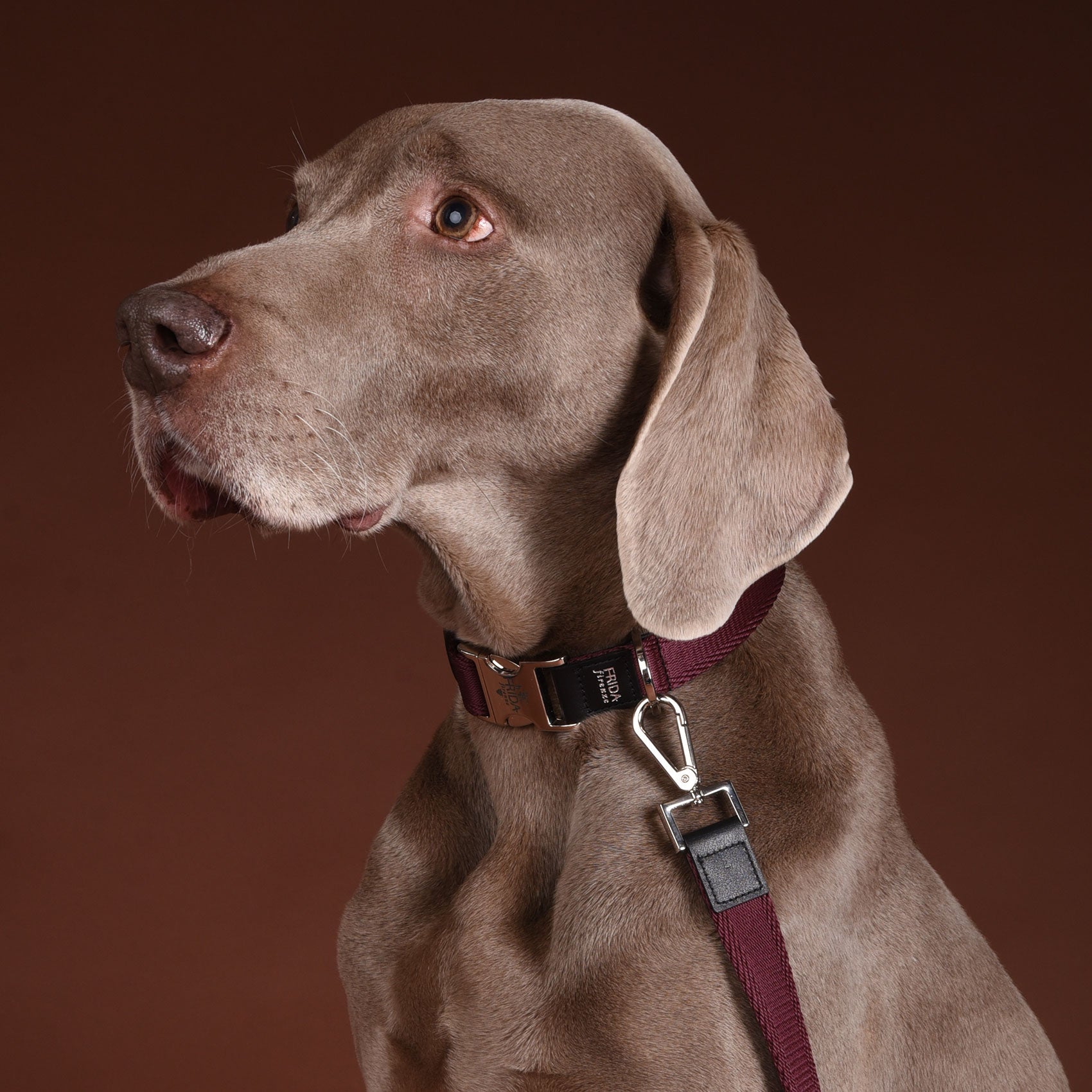 Ribbon Dog Collar in Wine, Made in Italy
