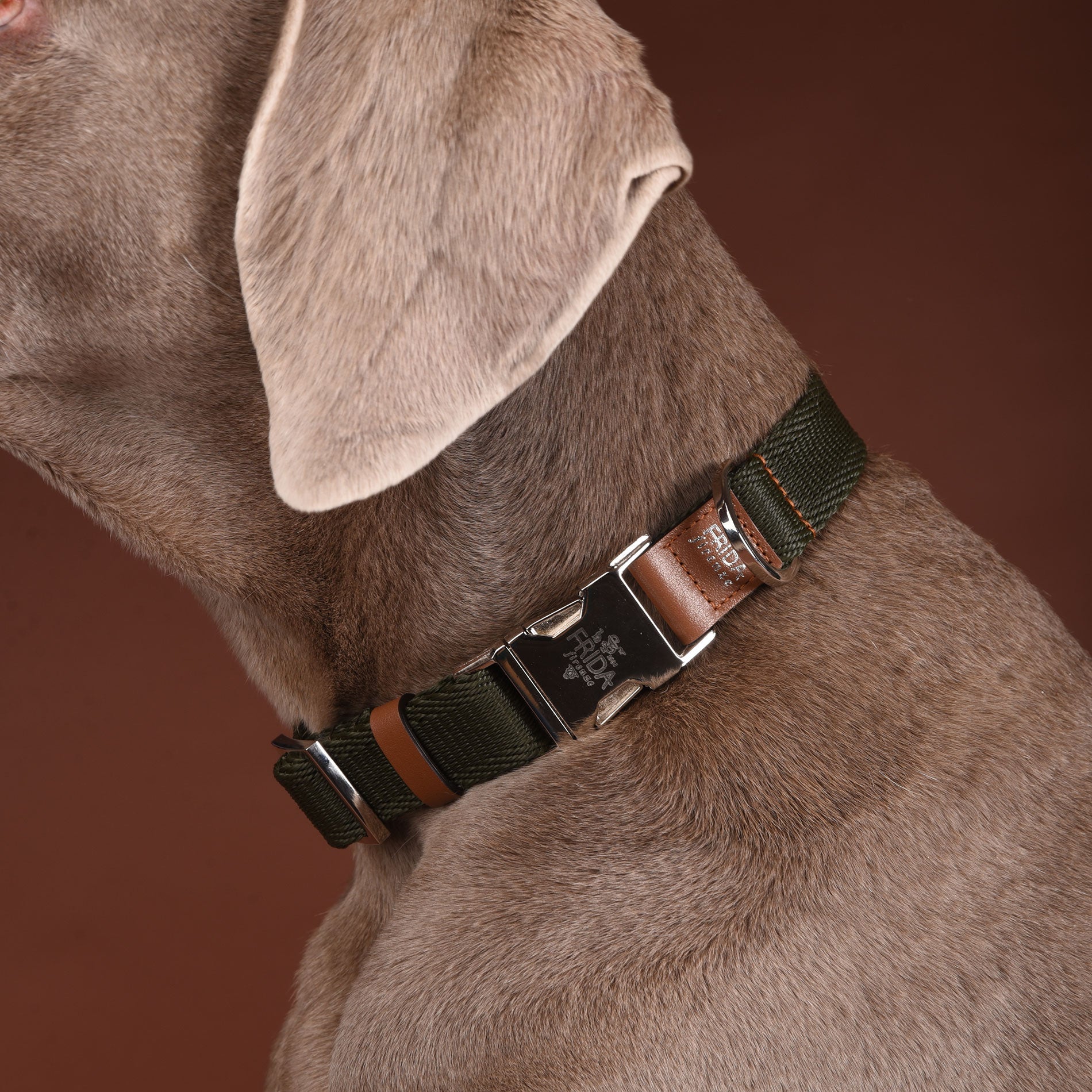 Leather Dog Collar in Military - Ribbon Classic, Made in Italy