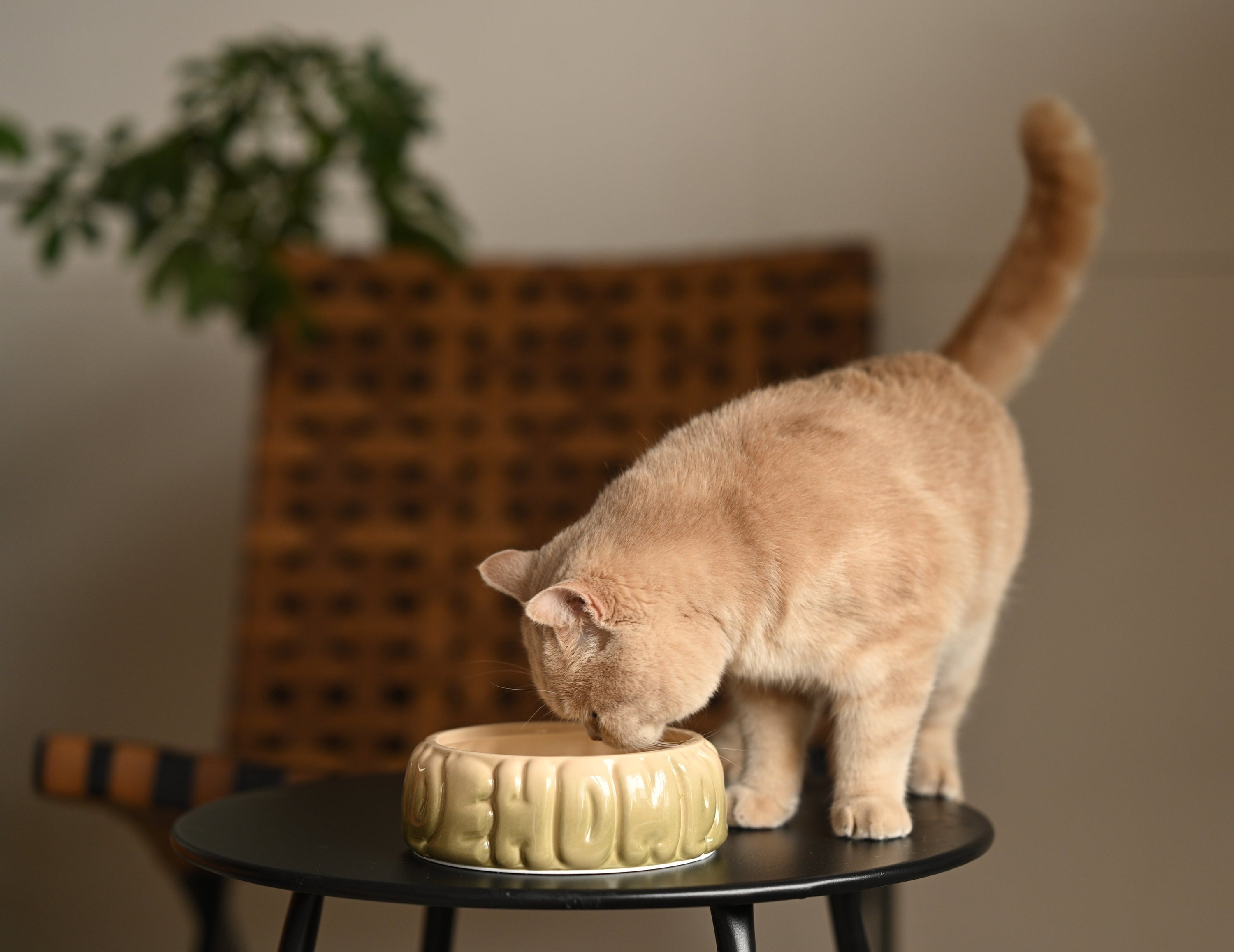 Puff Pet Bowl-Gradient Olive