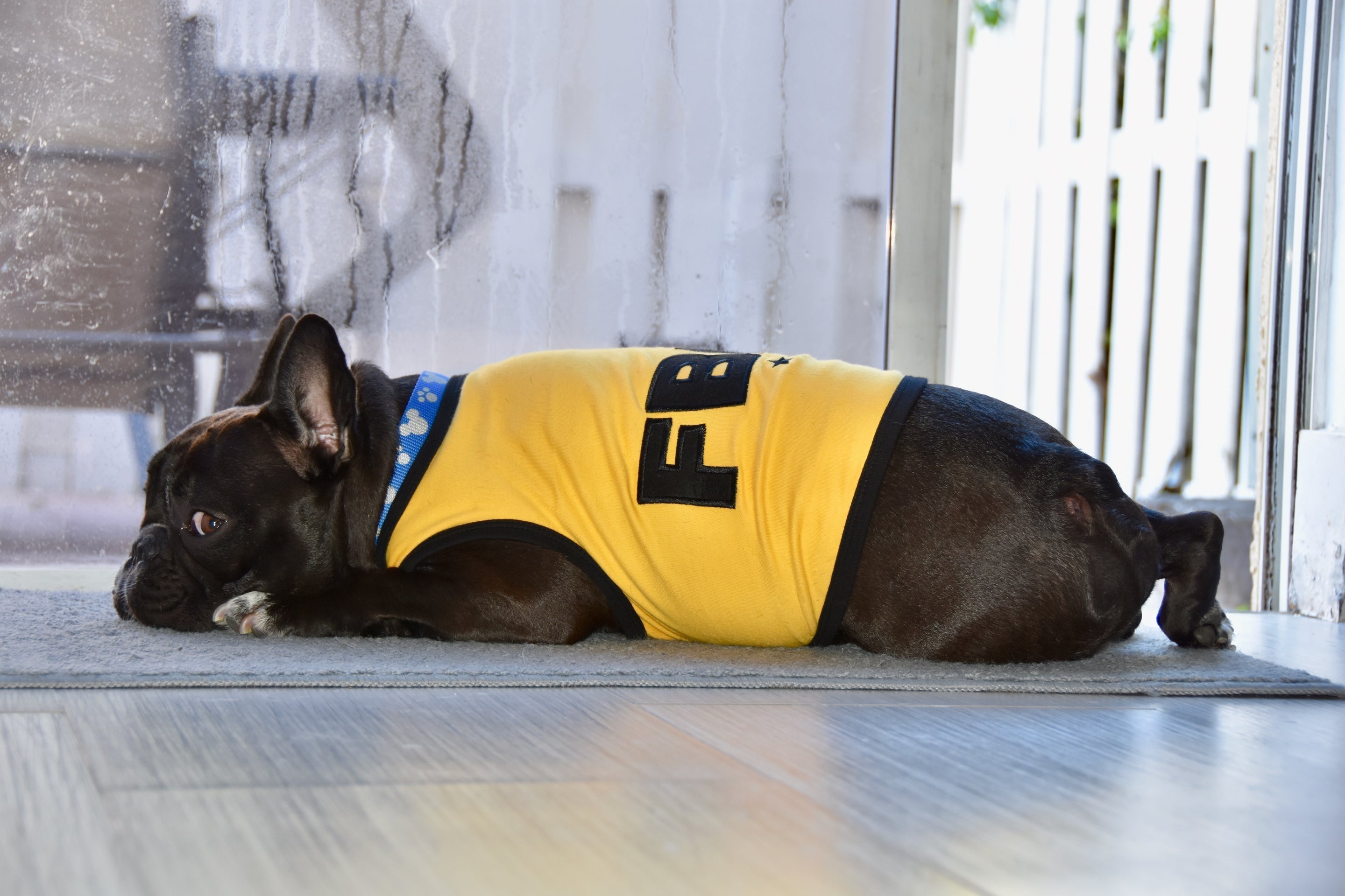 Parisian Pet FBI Funny Slogan Dog Shirt  Trendy Yellow Pet Apparel for Dogs & Cats