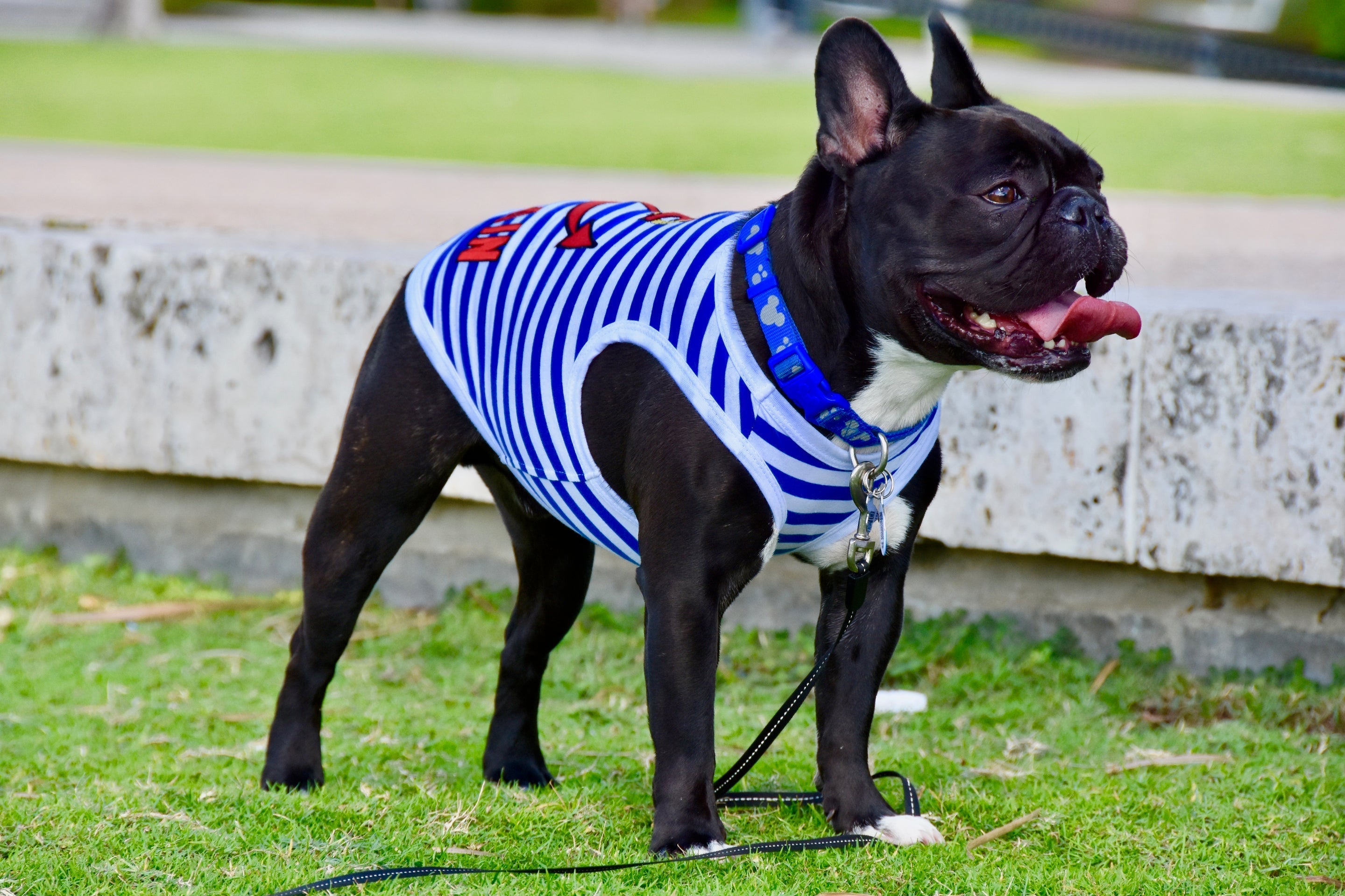 Parisian Pet Captain Fun Sailor Dog Outfit  Soft and Breathable Nautical Pet Wear for Small Dogs & Cats, Blue & White Stripes