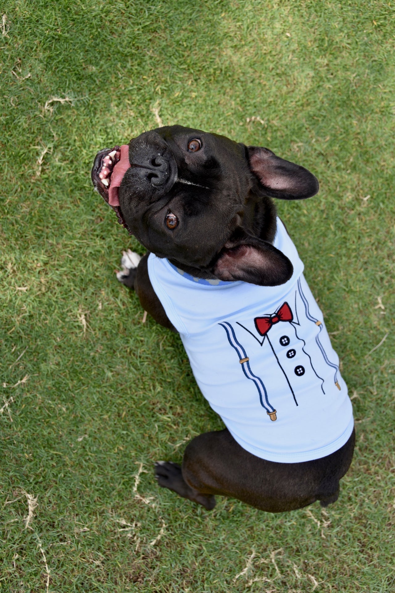 Parisian Pet Suspender Dog Shirt  Formal Outfit for Dogs & Cats, Light Blue