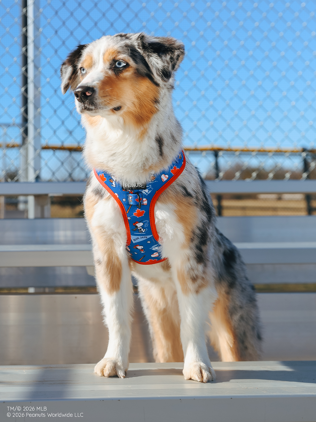 Dog Adjustable Harness - MLB™ x Peanuts™ Toronto Blue Jays™