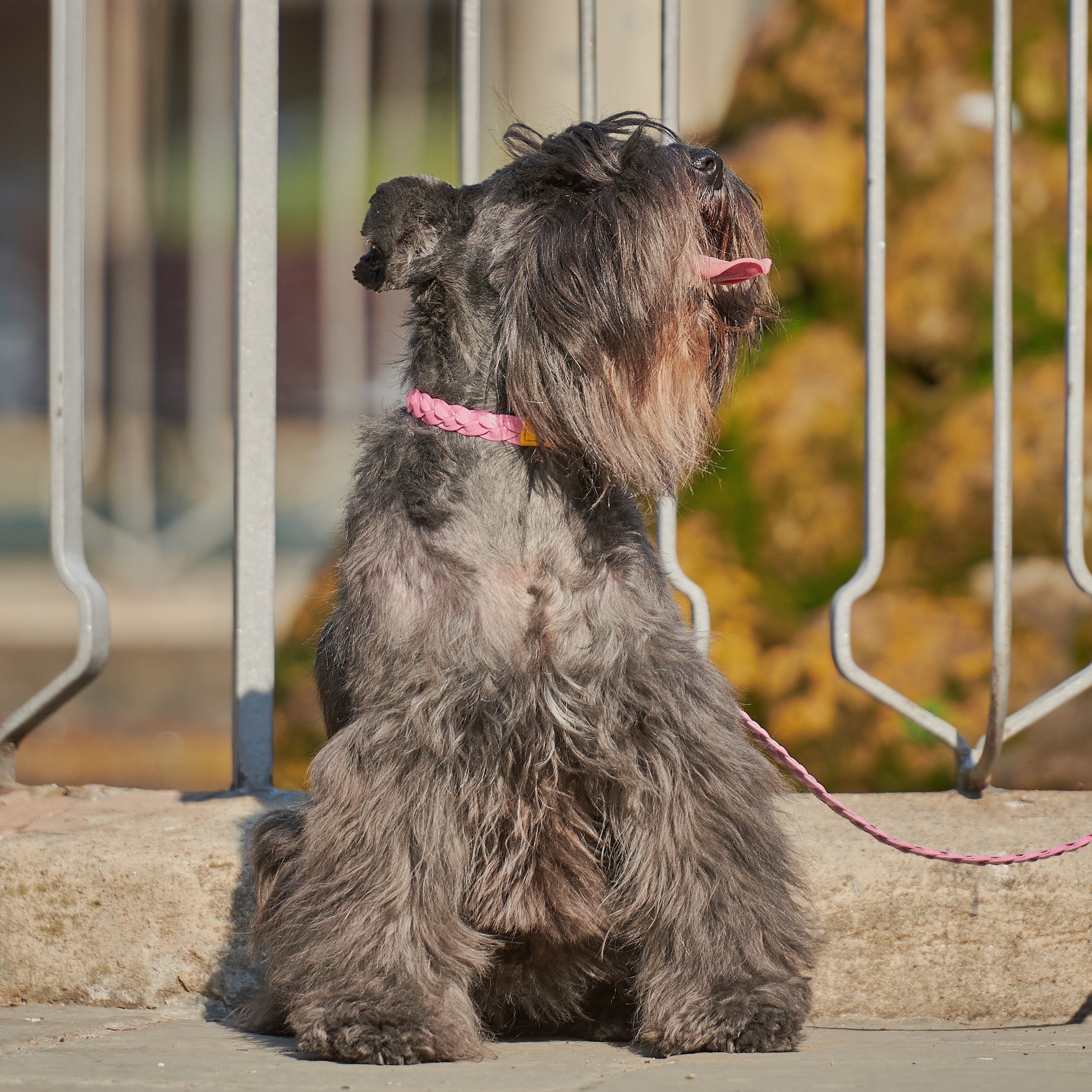 Yellow & Pink Braid-Collar