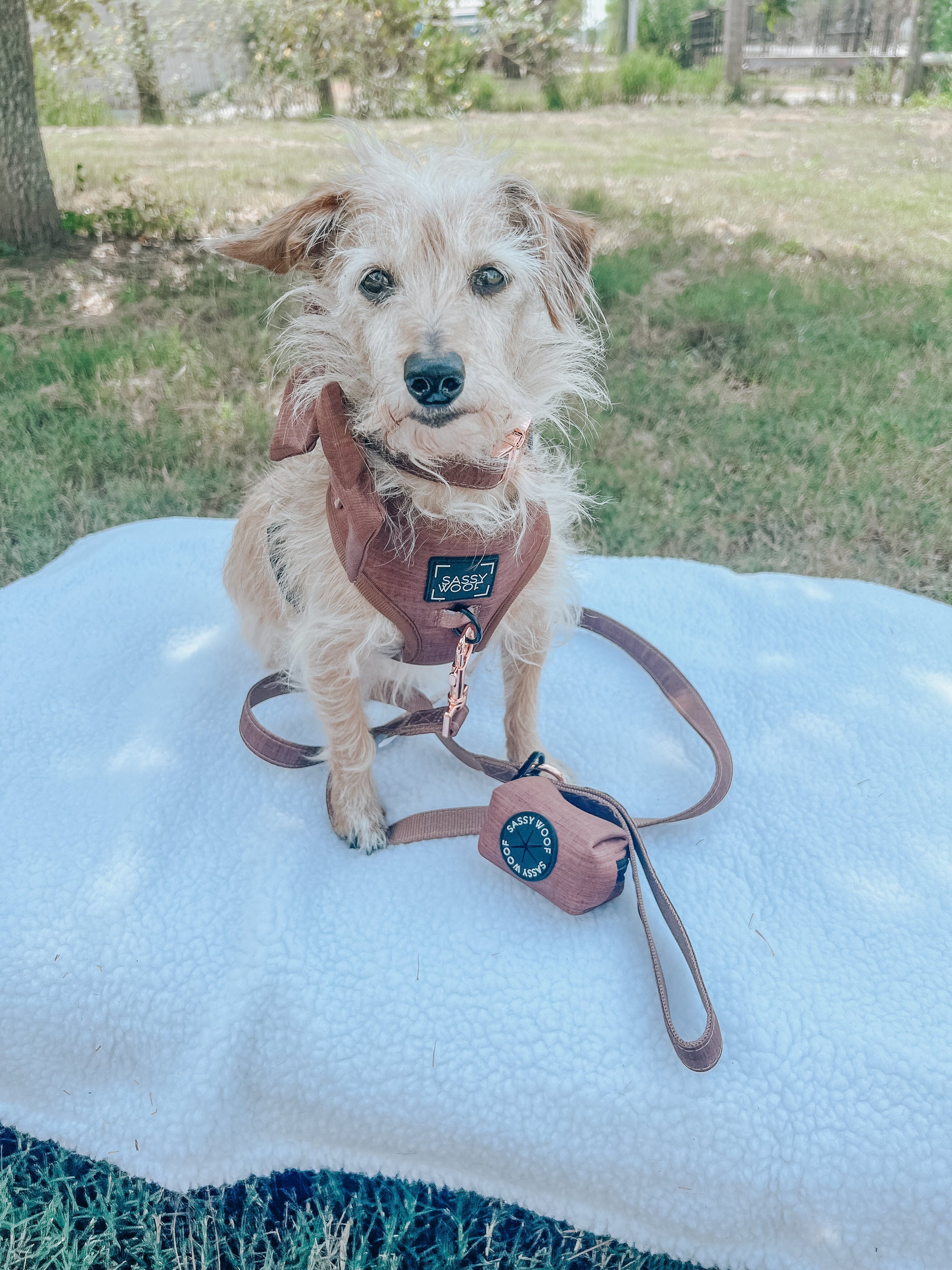 Dog Leash - Teddy