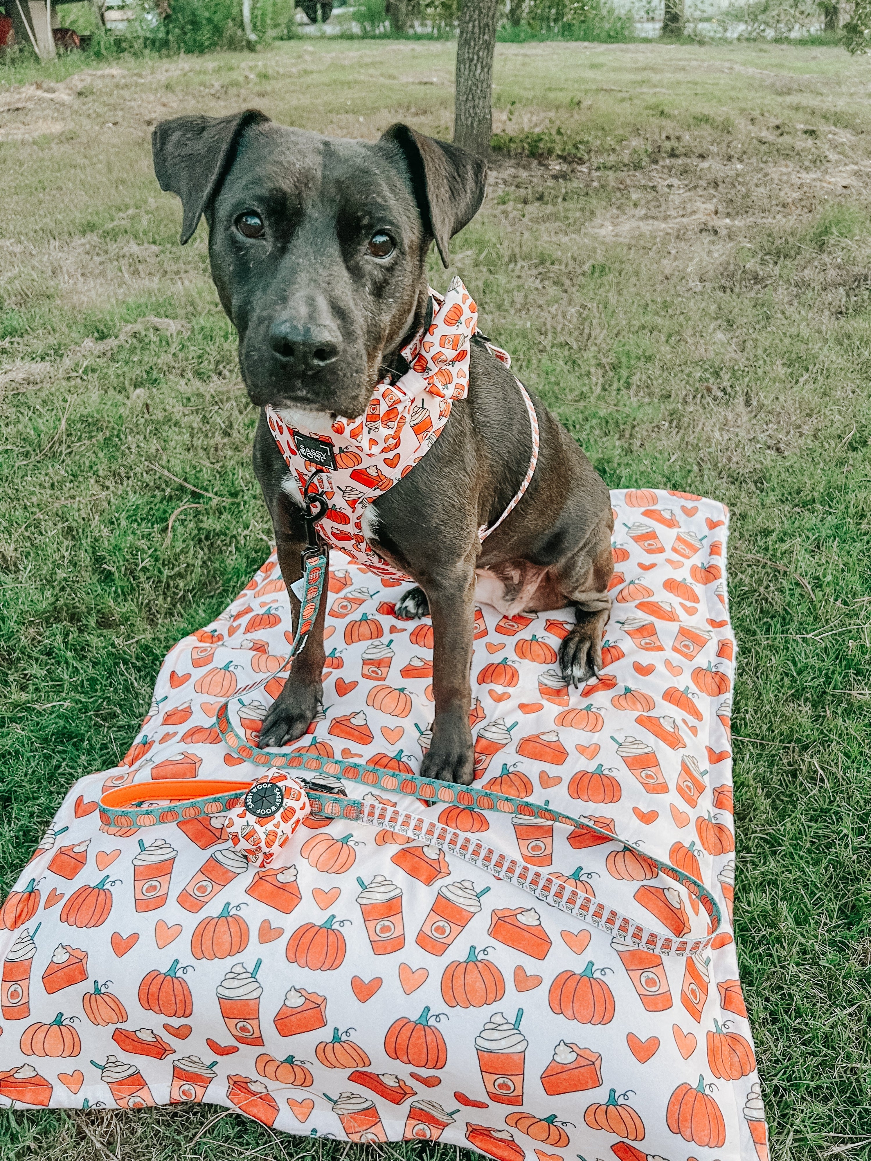 Dog Adjustable Harness - Pie There!