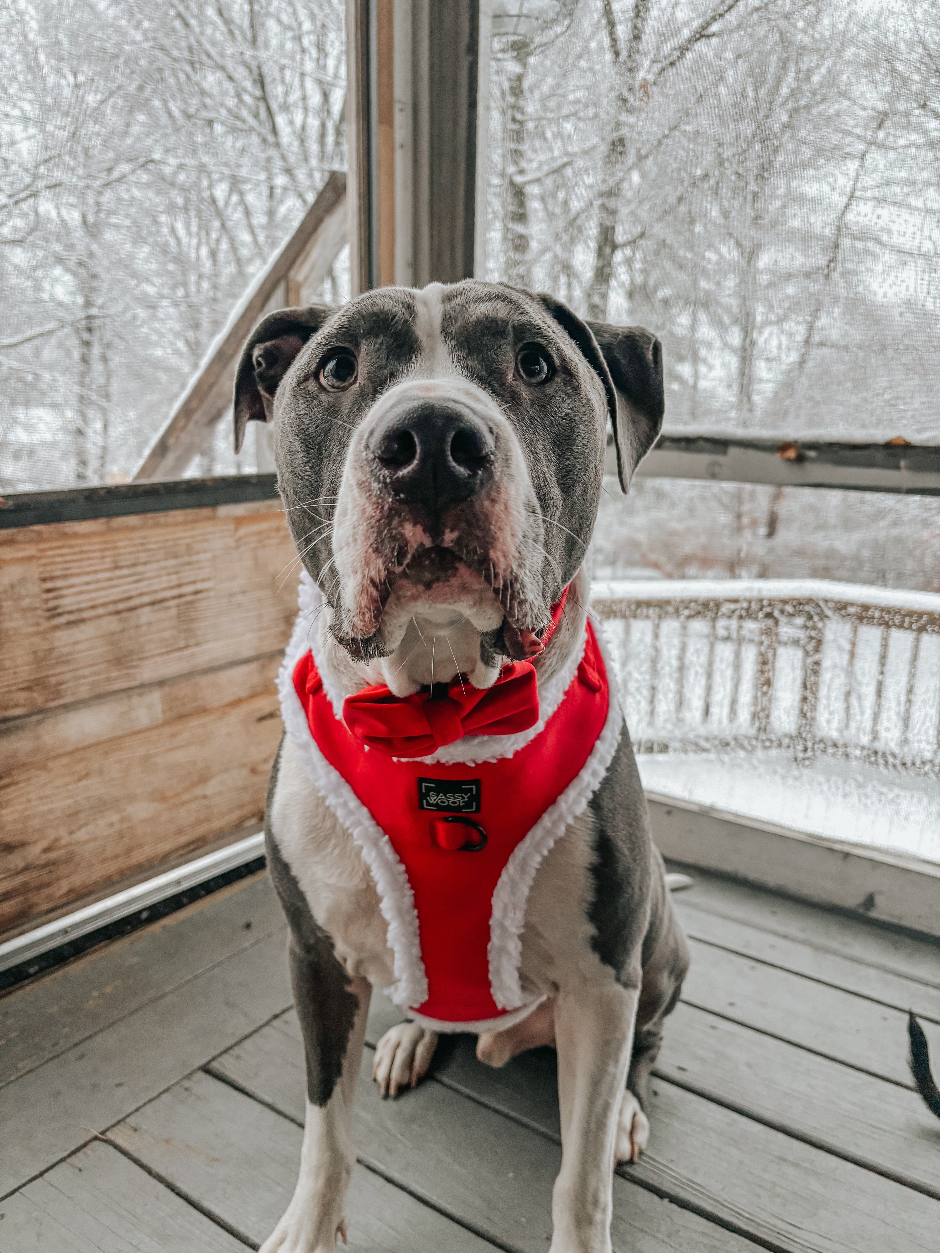 Dog Adjustable Harness - Naughty