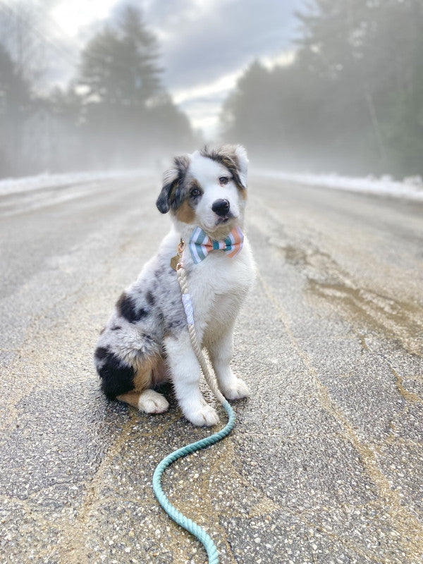 Dog Rope Leash - Dandy