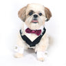 White Shirt Dog Collar with Purple Bow Tie