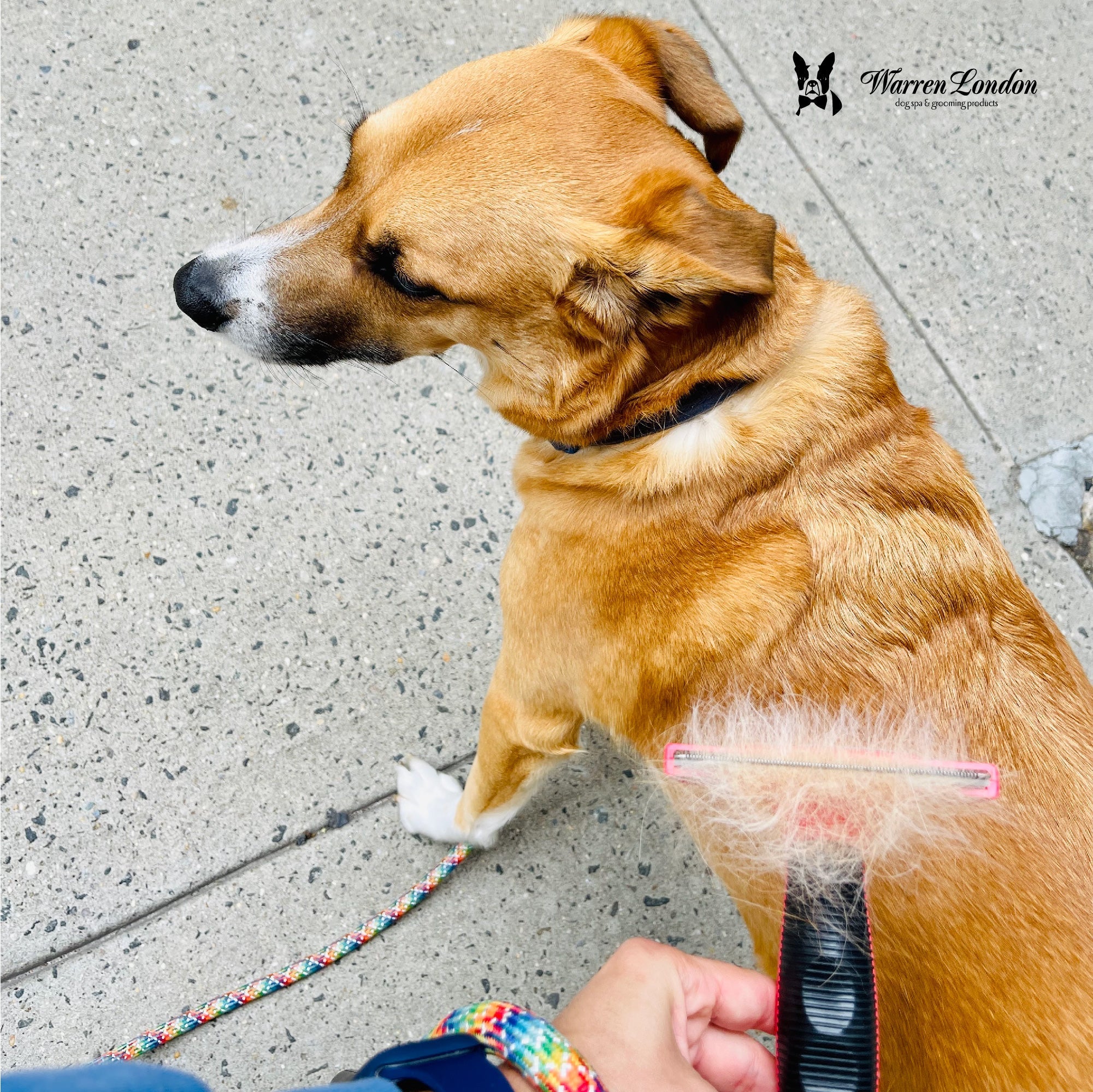 De-Shedding Dog Brush for Short Hair (<1")