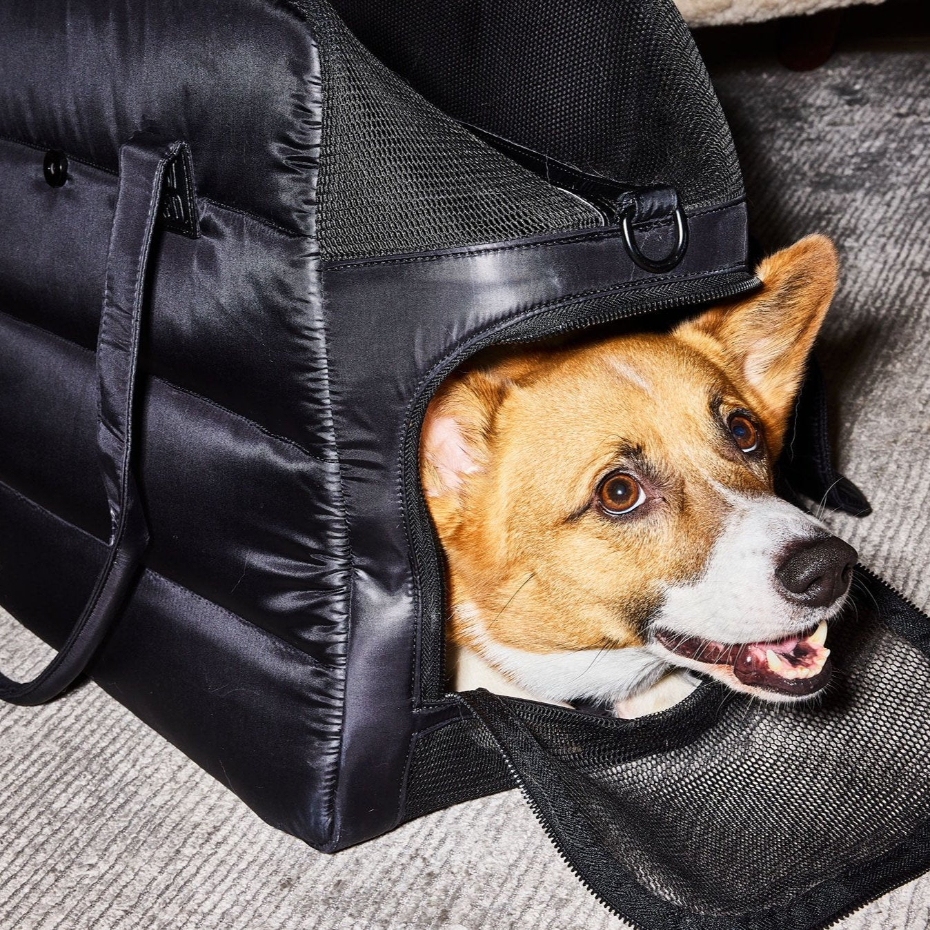 Destination Dog Tote - Ltd Edition
