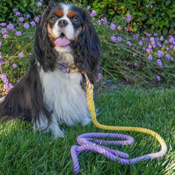 Dog Rope Leash - Dukes