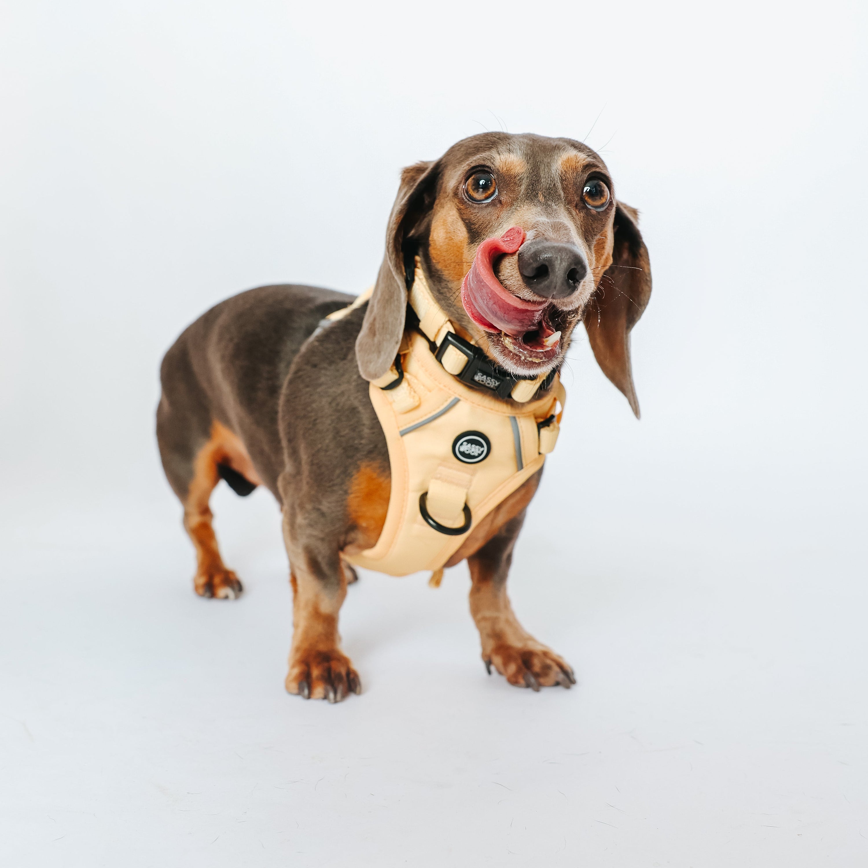 Dog Step-in Harness - Daffodil