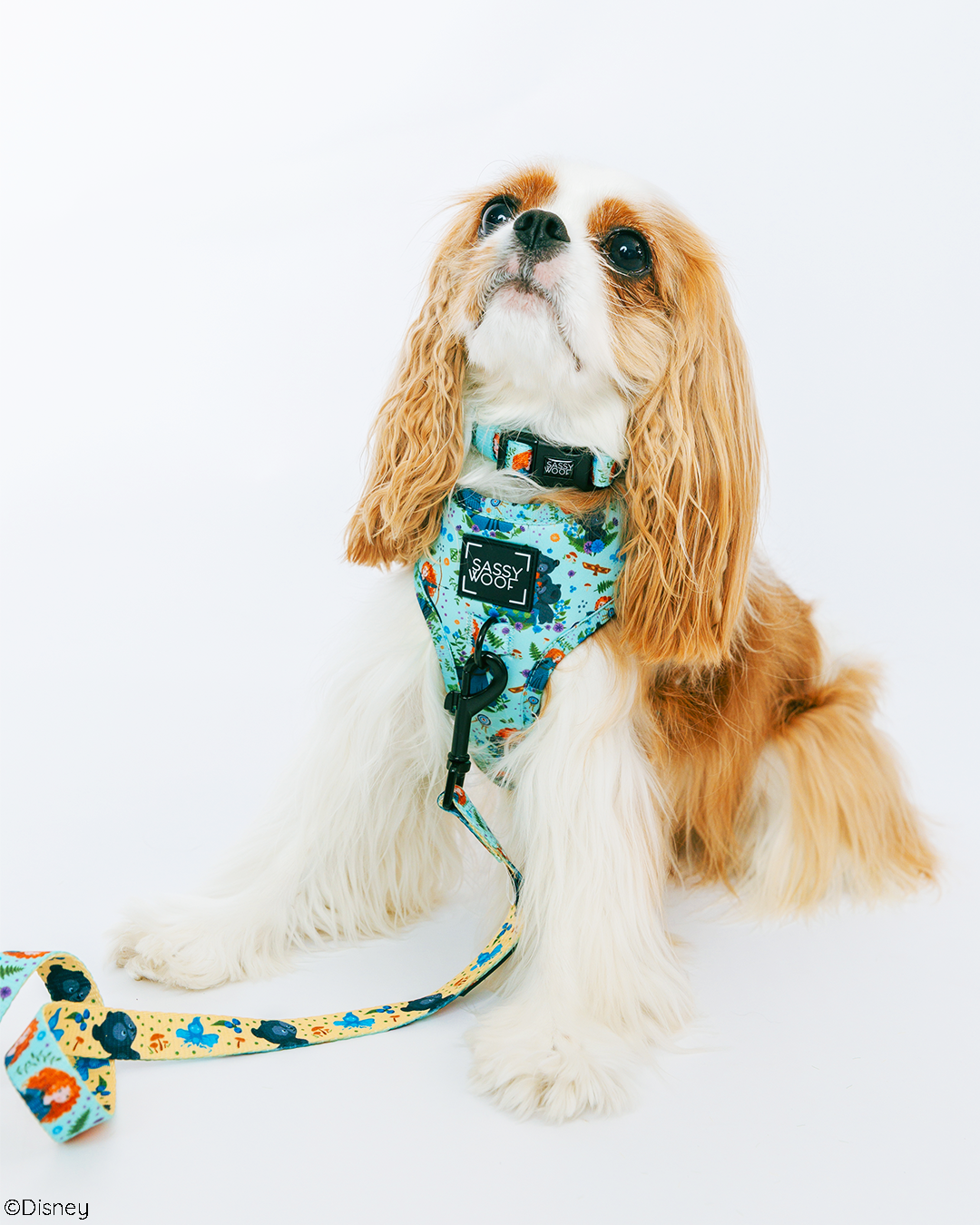 Dog Collar - Disneys Merida