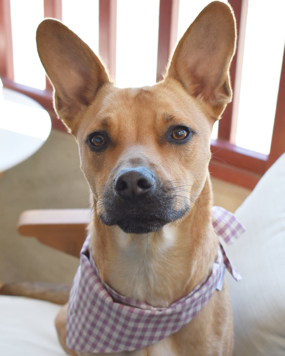 GINGHAM BANDANA | HT Animal Supply