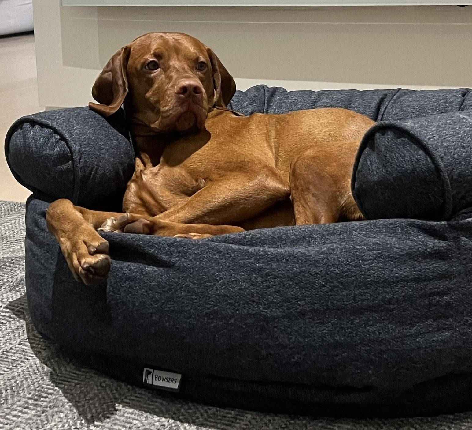 Dog Supplies: Products for Dogs-Double Donut Bed in River