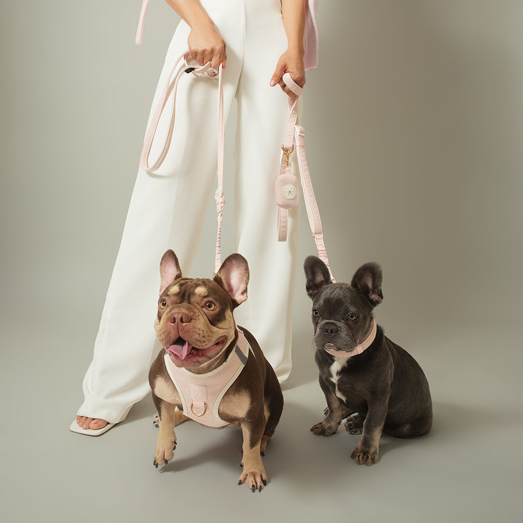 DOGISTRY City Dog Collar - Madison