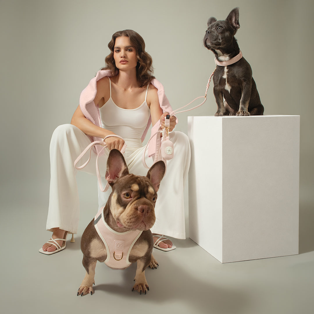 DOGISTRY City Dog Collar - Madison