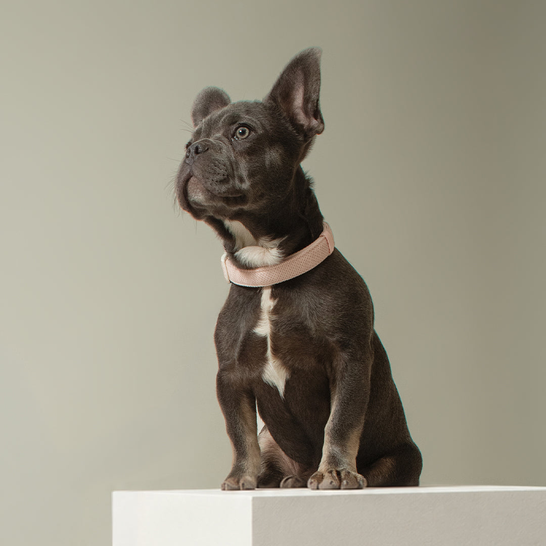 DOGISTRY City Dog Collar - Madison