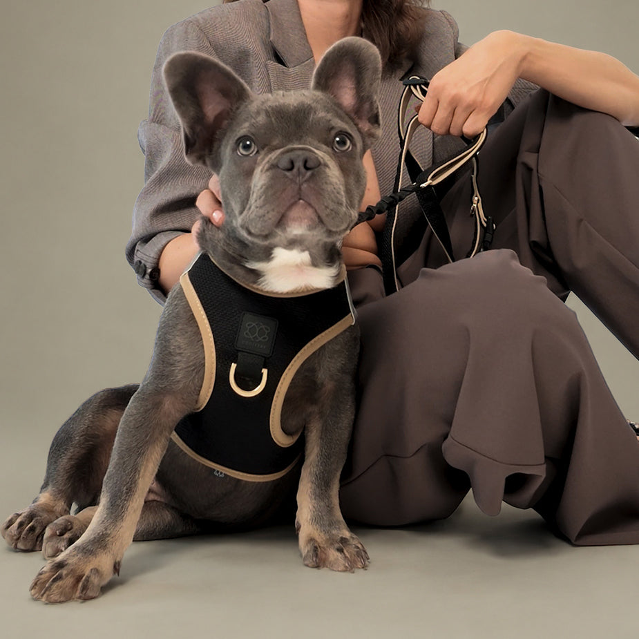 DOGISTRY 3-in-1 City Dog Leash - Crosby