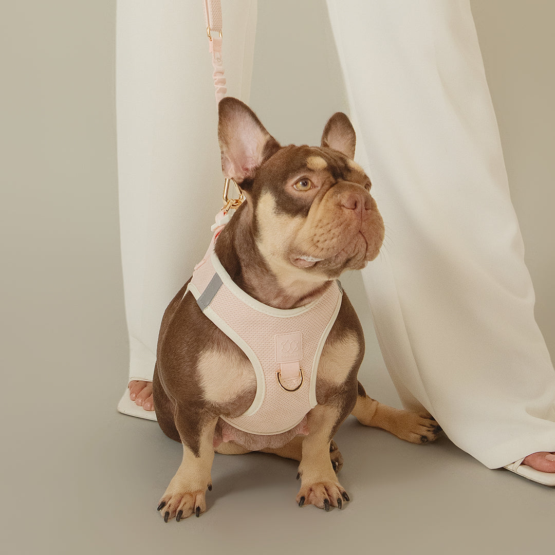 DOGISTRY 3-in-1 City Dog Leash - Madison
