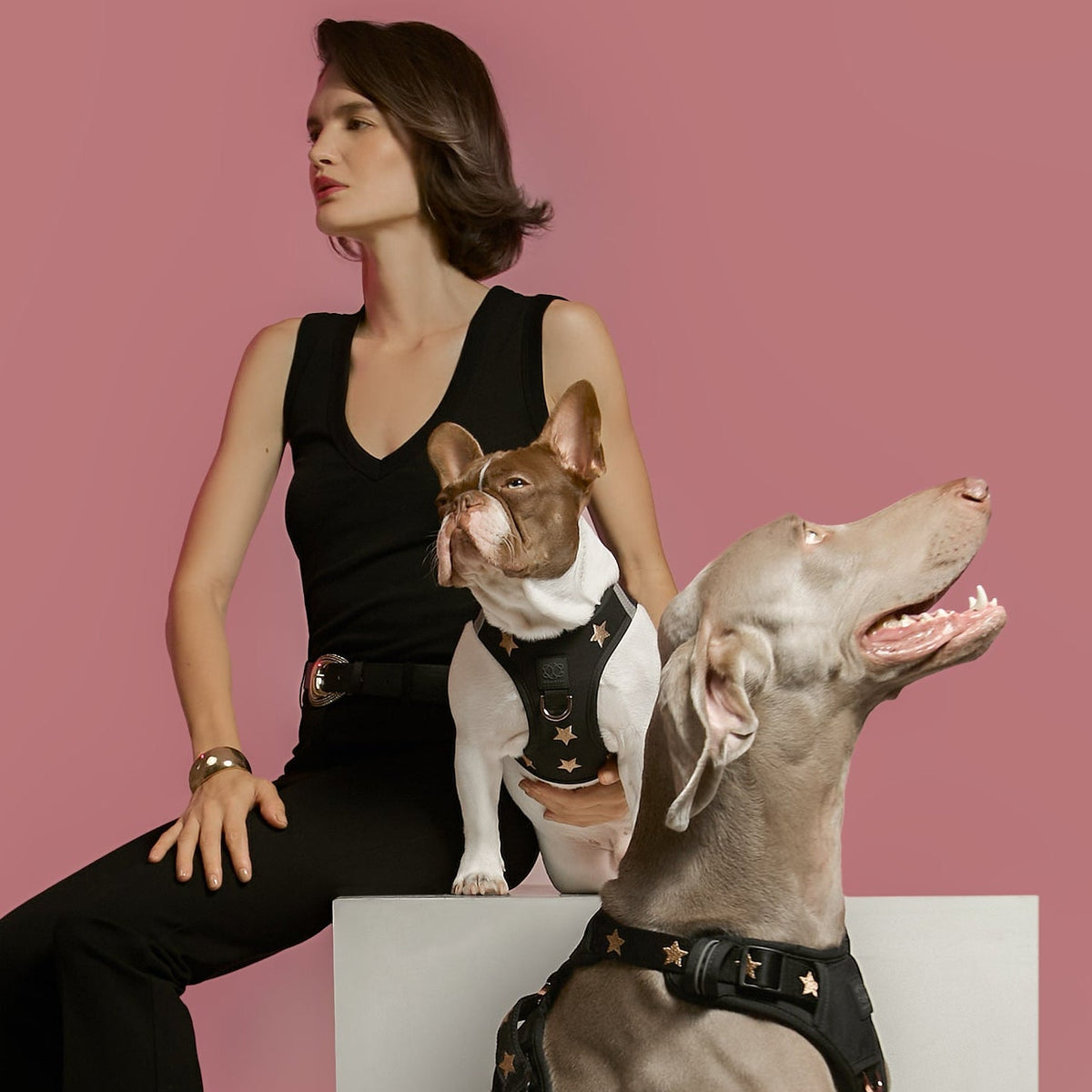 DOGISTRY SoHo Dog Harness - Rockstar