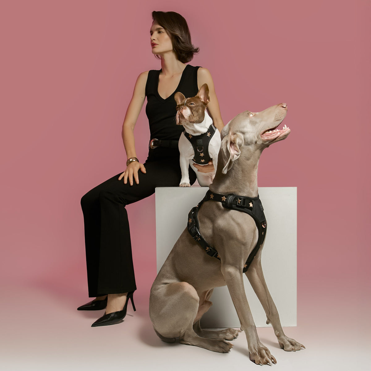 DOGISTRY NoMad Adjustable Luxe Harness - Rockstar