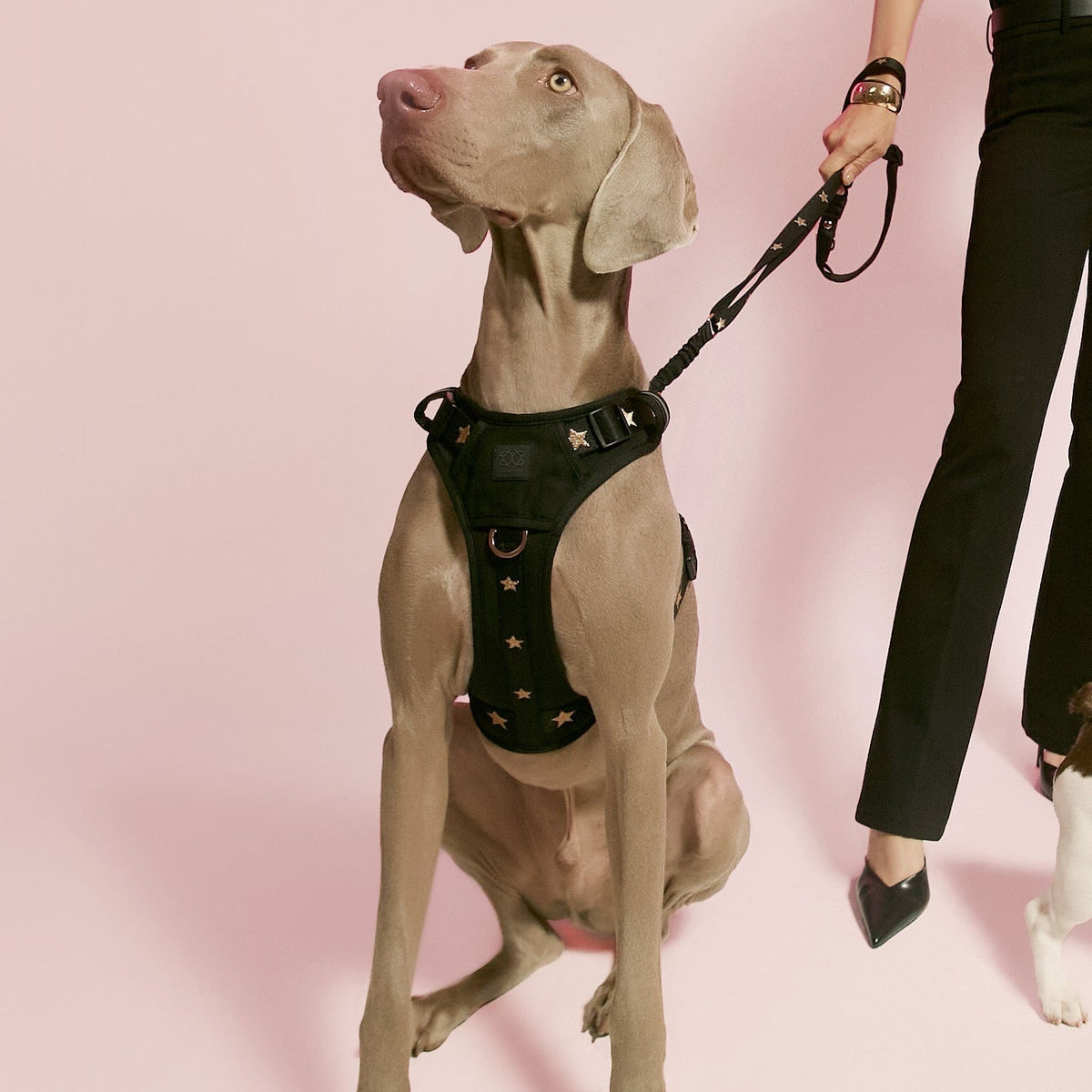 DOGISTRY NoMad Adjustable Luxe Harness - Rockstar