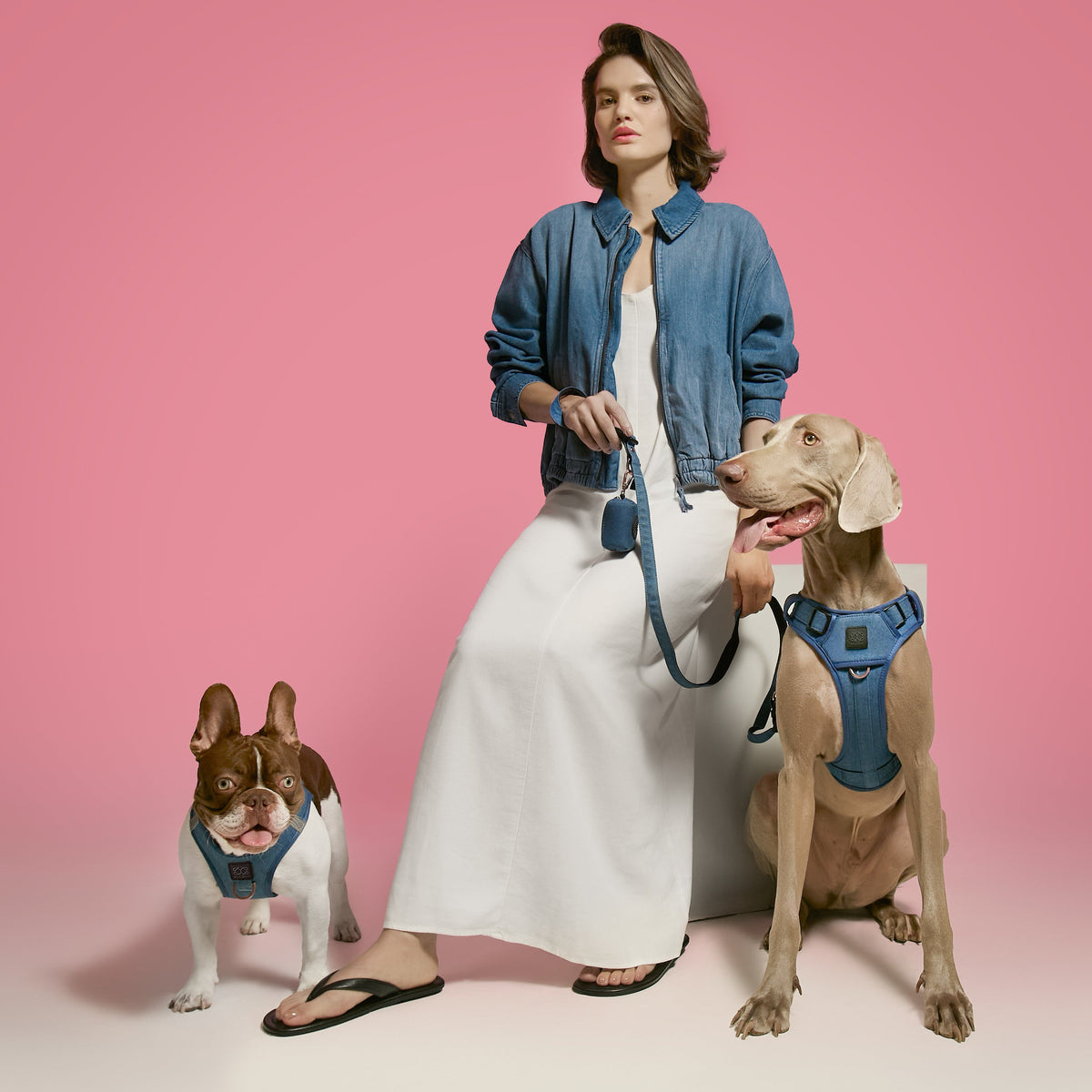 DOGISTRY SoHo Dog Harness - Denim