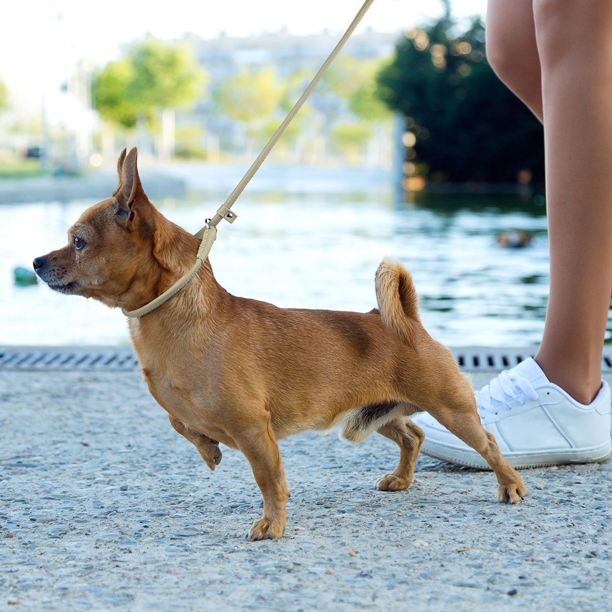Dogline Soft Leather Round Slip Dog Lead for Dogs