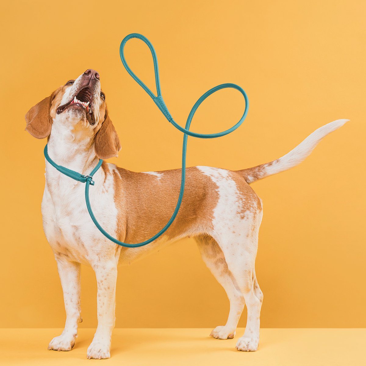 Dogline Soft Leather Round Slip Dog Lead for Dogs