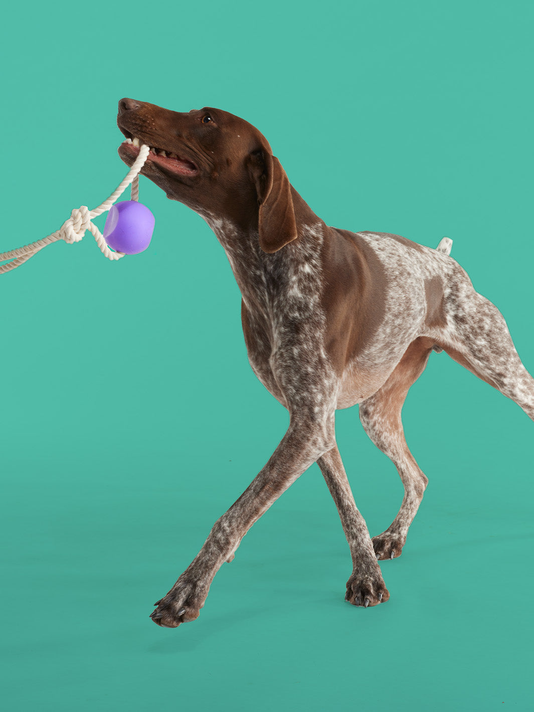 BallRope Rope Dog Toy