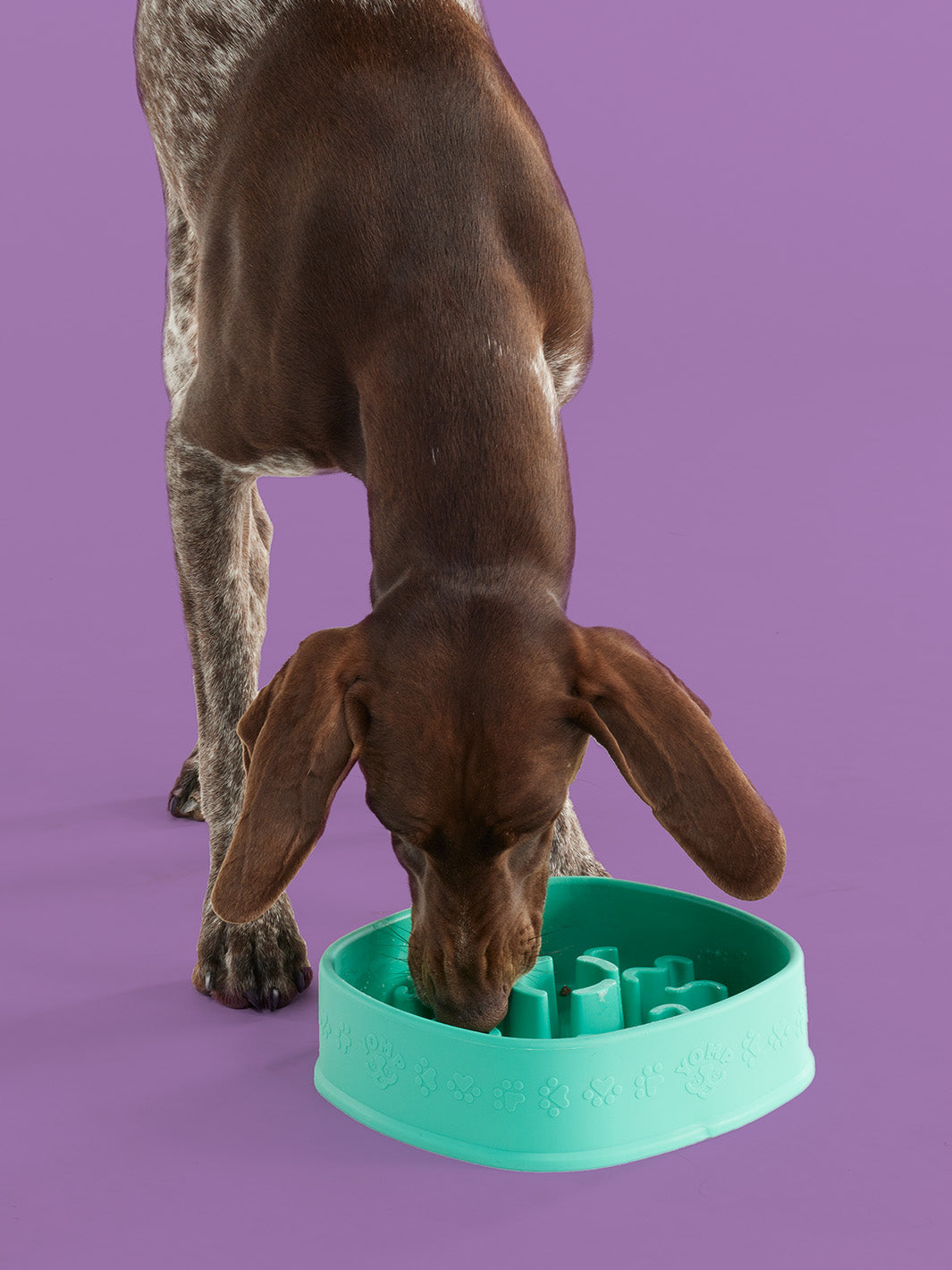 BetterFeeder Elevated Dog Feeder